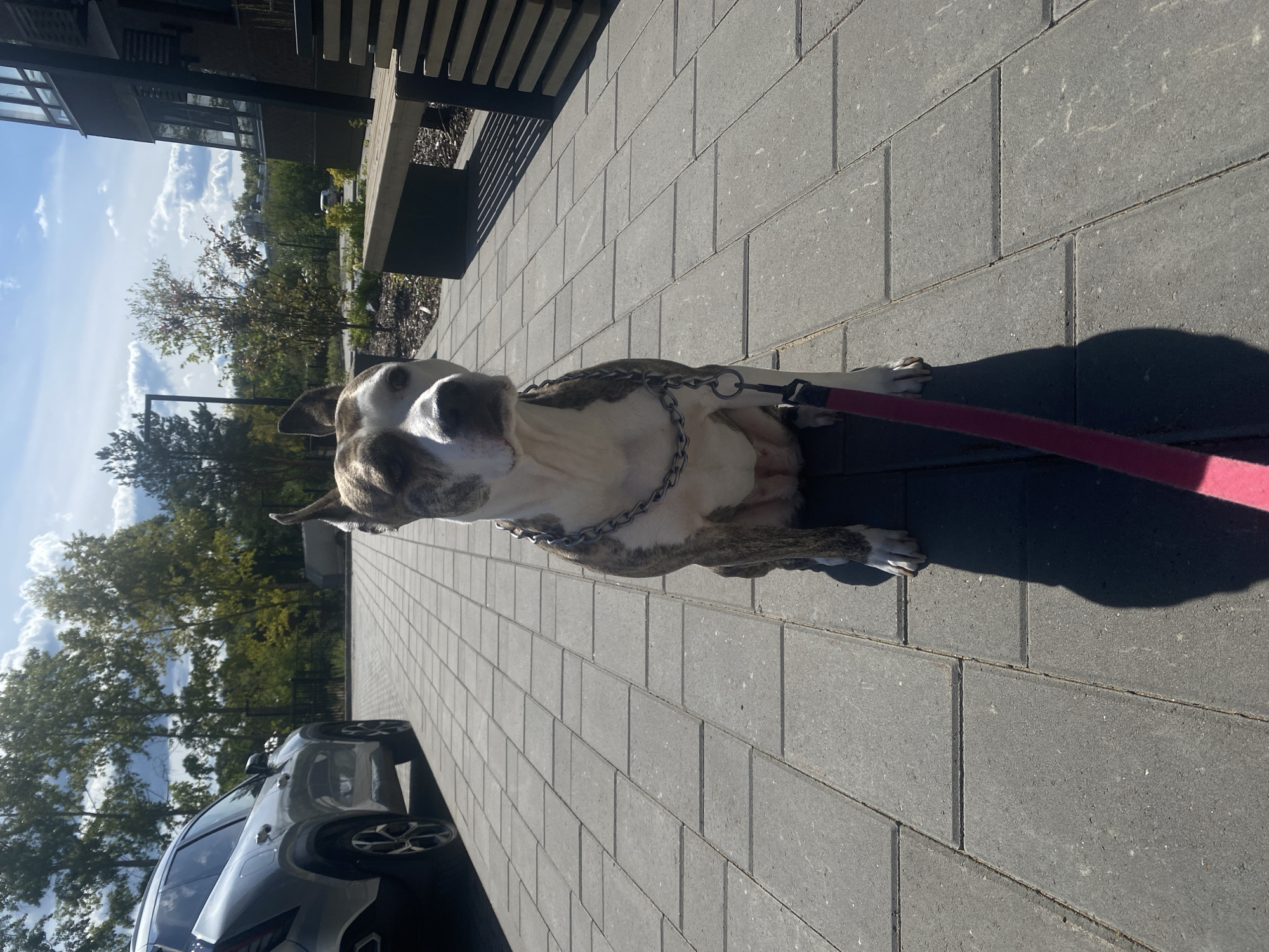 An American Pit Bull Terrier mix dog sits on a grey paver patio, facing the camera. The dog has a white and brindle coat and is wearing a silver chain collar and a red leash. A silver SUV is parked to the left of the dog. In the background, there are trees, a modern building with a wooden bench, and a bright blue sky with clouds. The image is taken from a low angle, casting a shadow of the dog and leash onto the pavers. There is no discernible indication of the location being Kirov, Russia.
