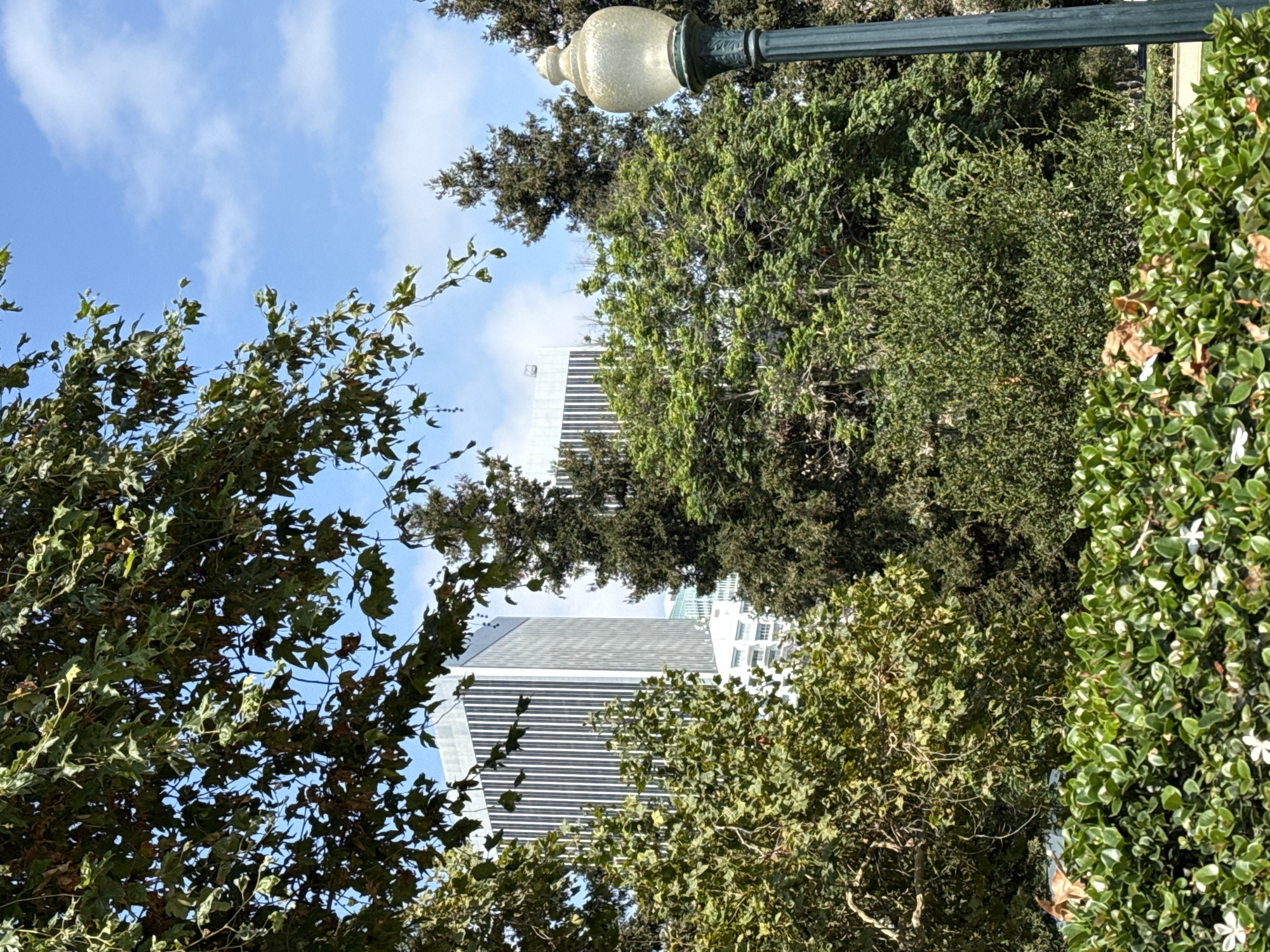 This is a medium shot of a park scene in Beverly Hills, United States of America, on a clear, partly cloudy day. In the foreground, a lush green hedge with small white flowers is visible. Behind the hedge, a dark green lamppost stands on the right side of the frame. Further back, numerous trees with dense green foliage dominate the midground, with some leaves obscuring the view. In the background, two tall, modern office buildings with vertical white striped facades rise into the sky. The sky is a bright blue with scattered white clouds. No people are visible in the image.
