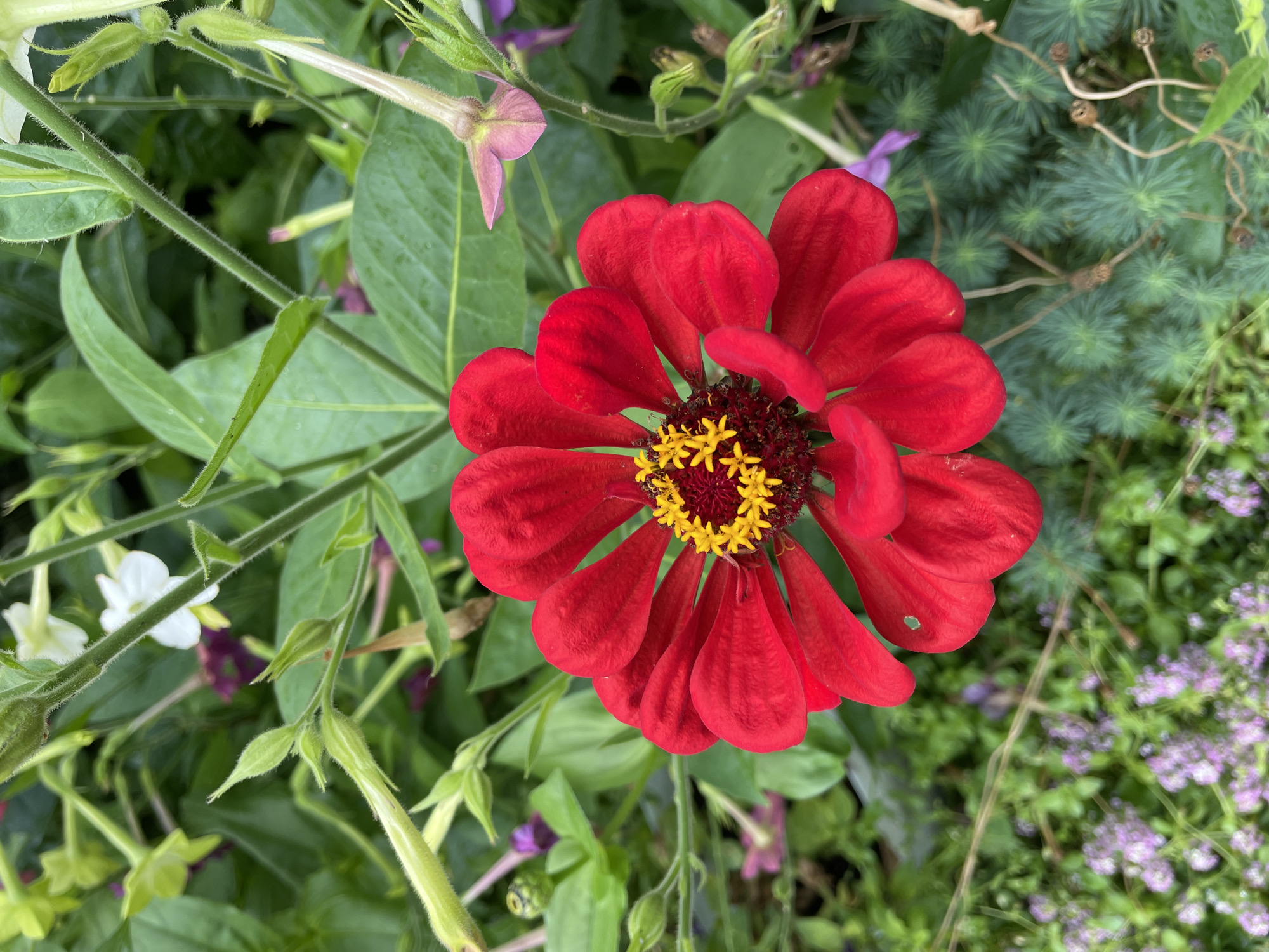 A close-up, overhead shot showcases a vibrant red zinnia flower as the central subject. The zinnia's petals are a rich, deep red, radiating outwards from a complex center of dark brown and bright yellow stamens. Surrounding the zinnia are various other plants, including fuzzy green stems, dark green leaves, and smaller, delicate white and pink flowers. In the background, a patch of tiny purple flowers and a groundcover of feathery, light green foliage are visible. The overall scene is a natural garden setting. The image does not contain any people or indicate any specific actions or interactions. The location in Surgut, Russia, is not discernible from the visual elements of the image.