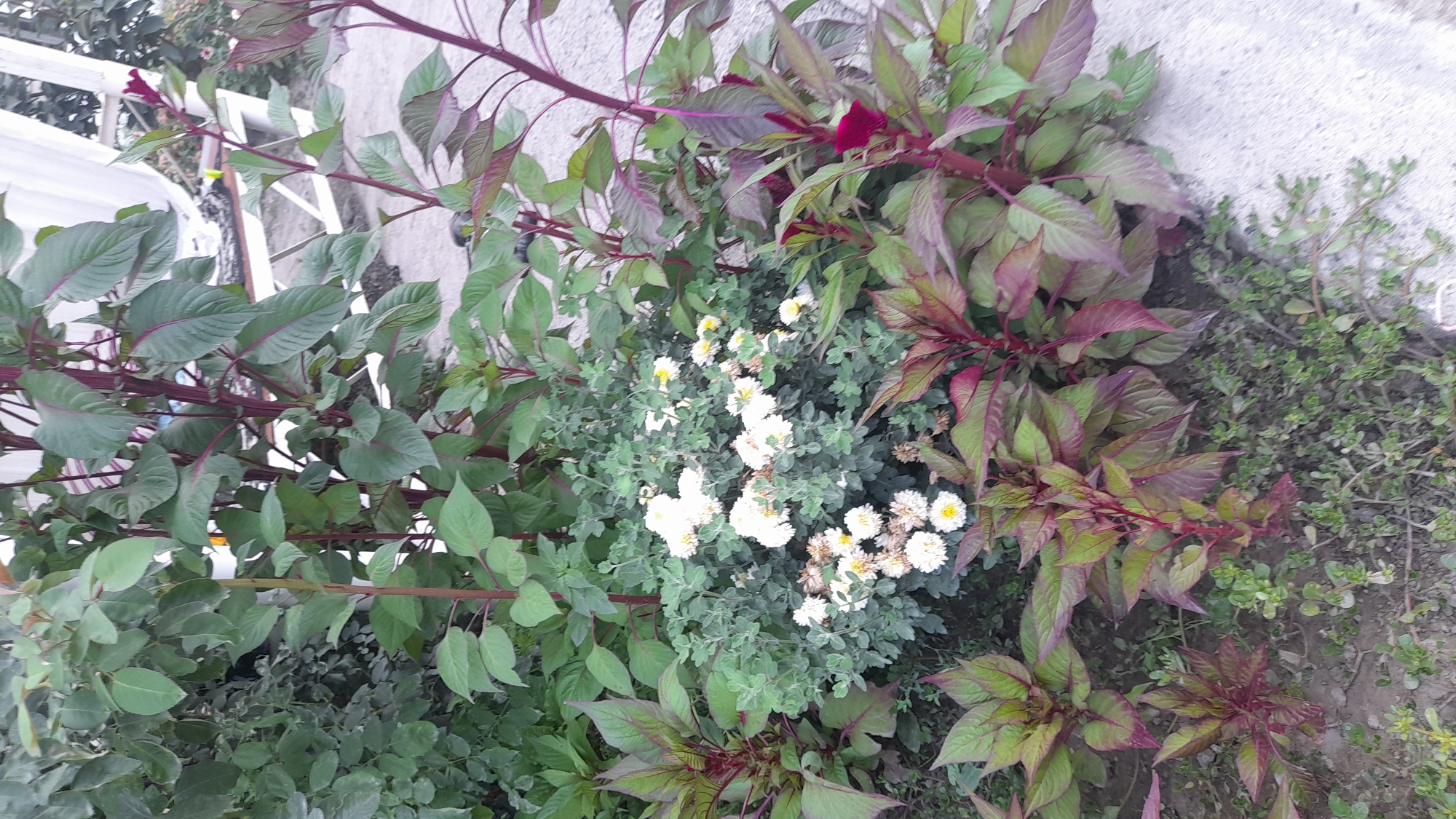 In Osh City, Kyrgyzstan, a close-up, high-angle shot captures a lush garden bed filled with a variety of plants. The foreground is dominated by the rich, deep green and burgundy foliage of plants with red stems, some of which are low to the ground and others growing taller. Interspersed among these are clumps of white chrysanthemums, their petals slightly faded, with some brown edges indicating the passage of time. Behind the chrysanthemums, taller plants with broad, green leaves and reddish-purple stems rise up. A hint of a white structure, possibly part of a gazebo or tent, is visible in the upper right background, suggesting an outdoor seating area. The ground beneath the plants is a mix of soil and small, green groundcover. The lighting is soft, indicating it is likely daytime.