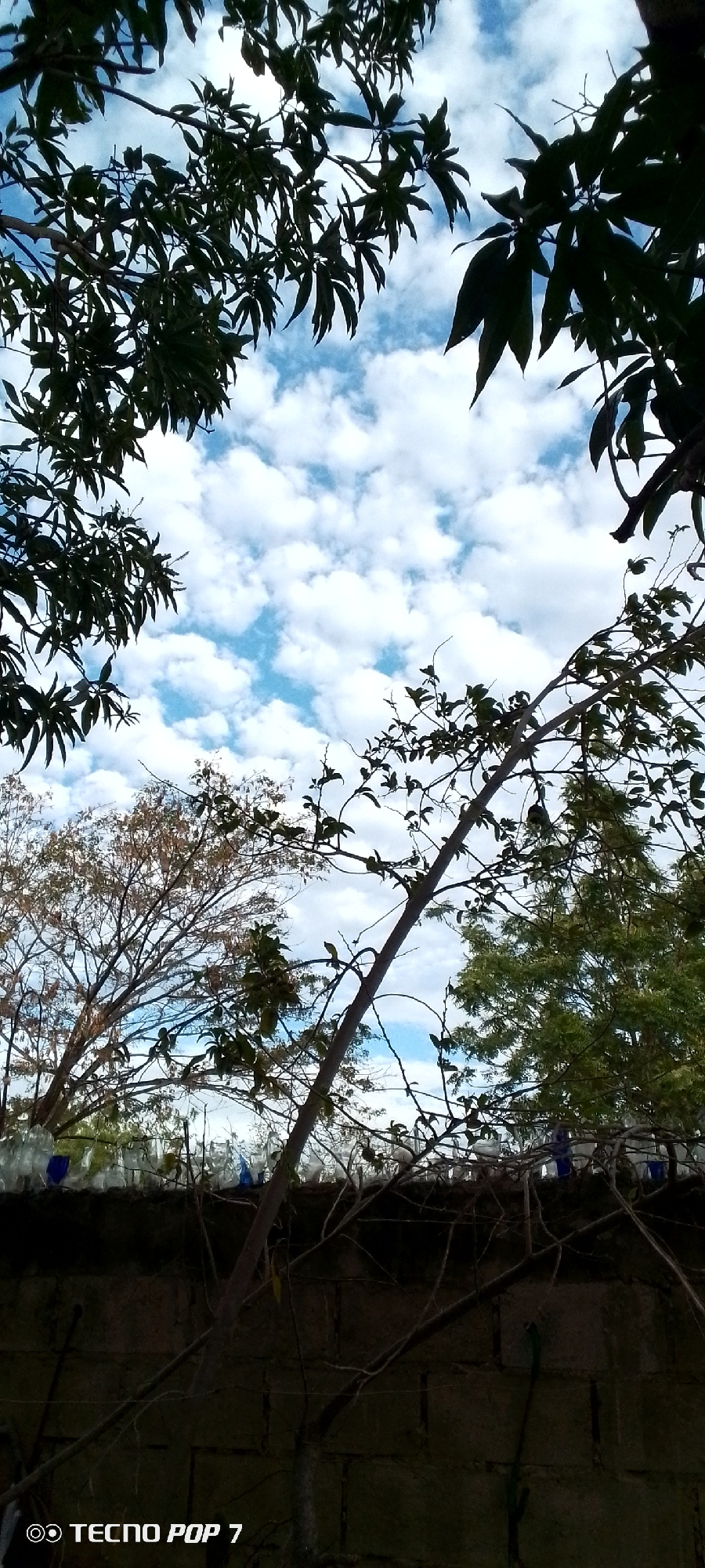 A low-angle outdoor shot shows a partly cloudy sky visible through tree branches. In the foreground, there is a concrete block wall topped with glass bottles, used as a makeshift fence or barrier. Vegetation including tree branches and foliage of different colors is seen partially obstructing the view of the sky. The image was taken with a TECNO POP 7. Based on the prompt, the location is Altagracia, Venezuela.