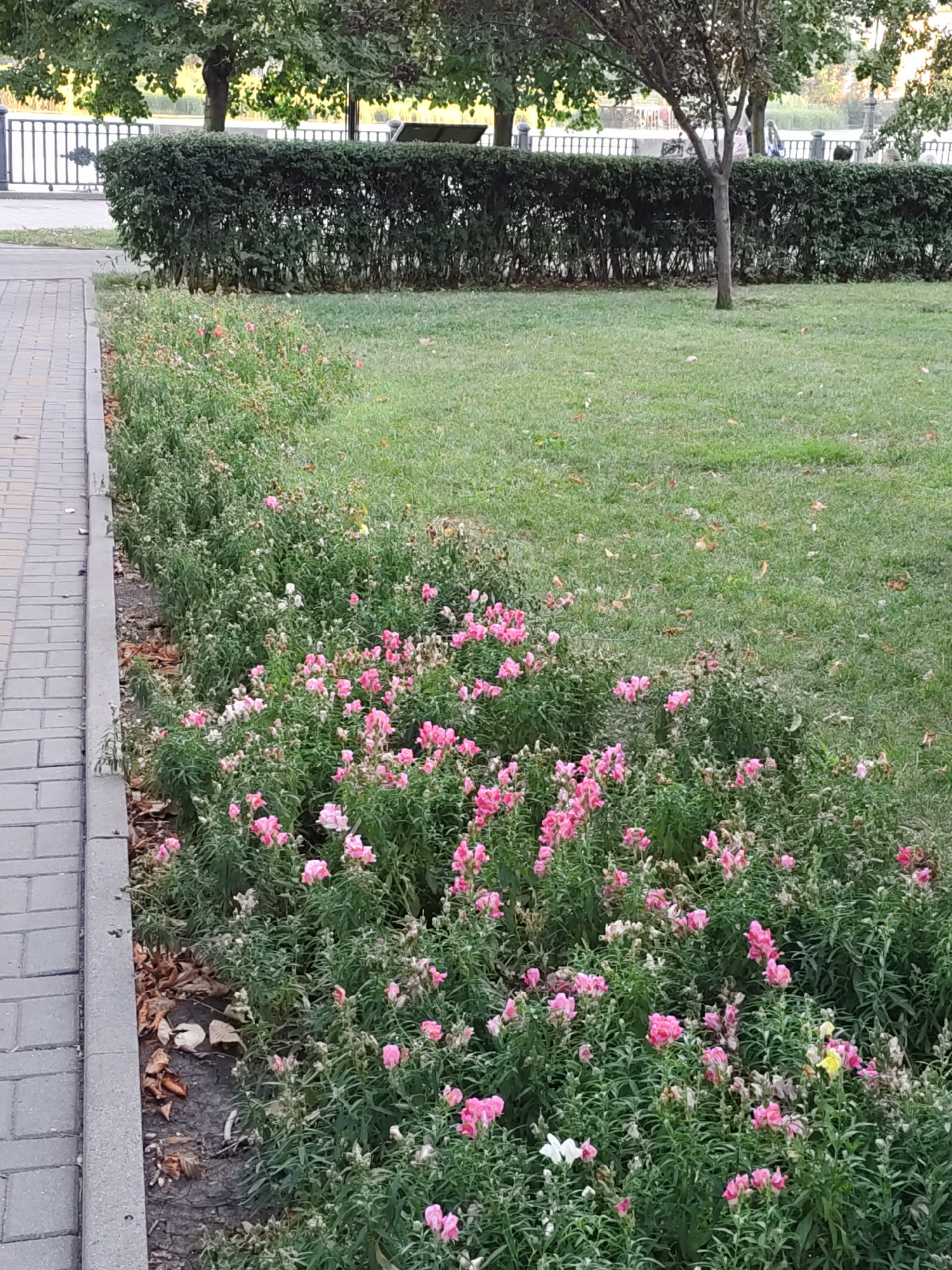 The image depicts a park scene in Rostov-on-Don, Russia. A paved walkway runs along the left side of the frame, bordered by a garden bed filled with numerous pink and white flowers, interspersed with green foliage. Beyond the garden, a manicured hedge forms a barrier, behind which a grassy area is visible. A young tree stands in the middle ground, its trunk thin and brown. In the background, a low fence separates the park from a body of water, with indistinct figures of people visible beyond the fence. The overall impression is one of a well-maintained urban green space.