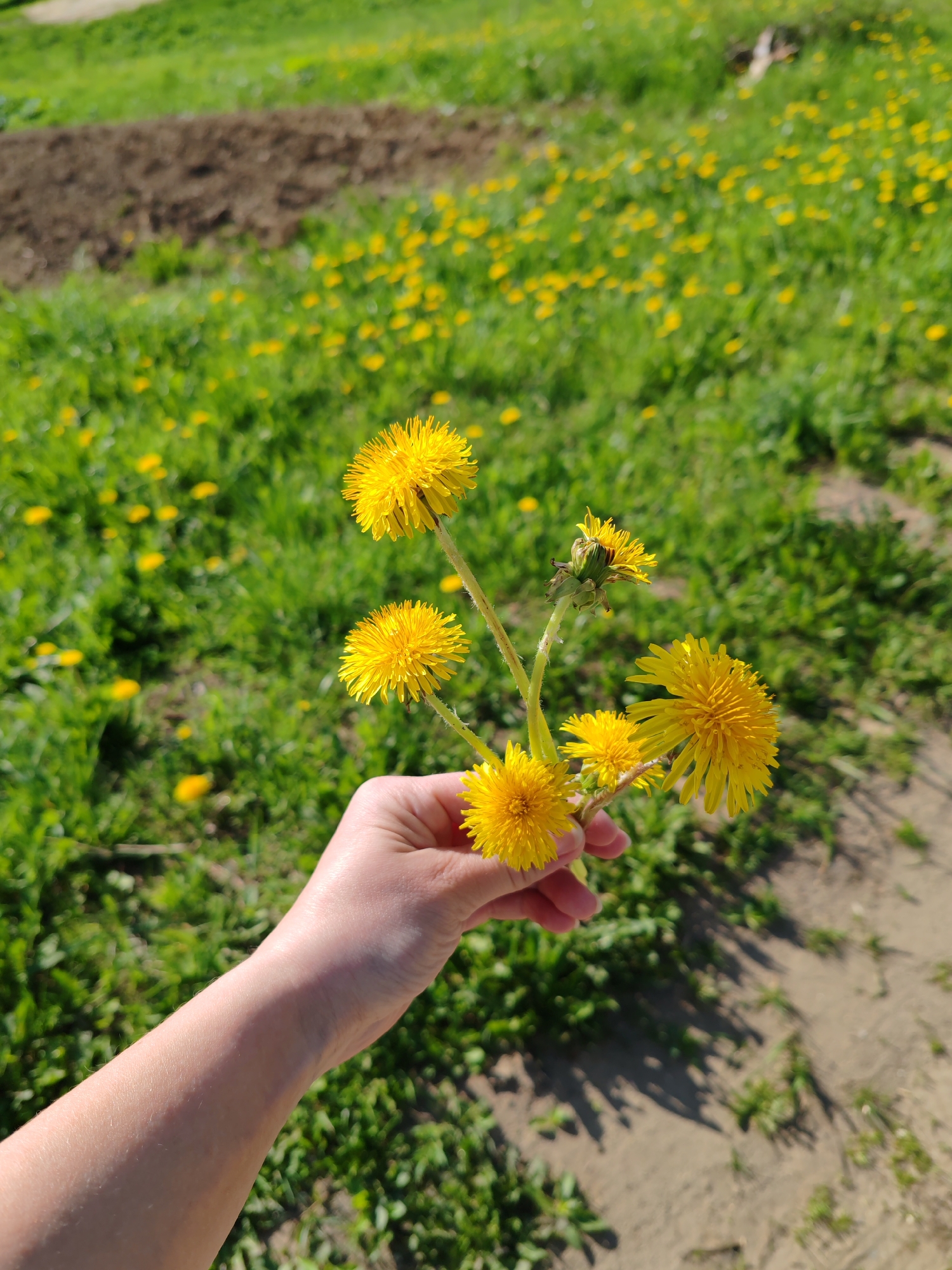 A fair-skinned person holds a small bunch of dandelions in their hand. The flowers have bright yellow heads and green stems. The background consists of a field of green grass dotted with many more dandelions. In the upper left corner, there's a strip of dark soil, likely a cultivated patch. The image is taken in daylight, creating bright and clear visibility. There's no explicit evidence confirming the location as Чухлэм, Russia; this detail is speculative.