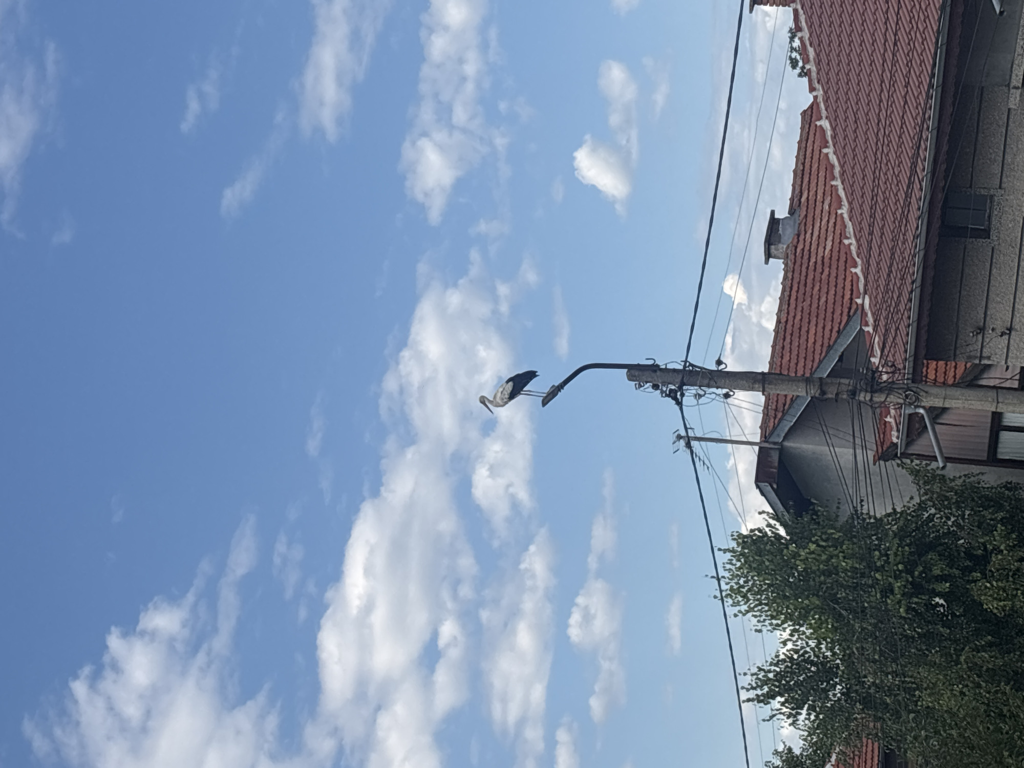 A stork stands perched on top of a utility pole against a bright blue sky filled with scattered white clouds. Below the pole, the rooftops of several houses are visible, with one house featuring a large, leafy green tree in front of it. Power lines crisscross the scene. The location is in Marten, Bulgaria.