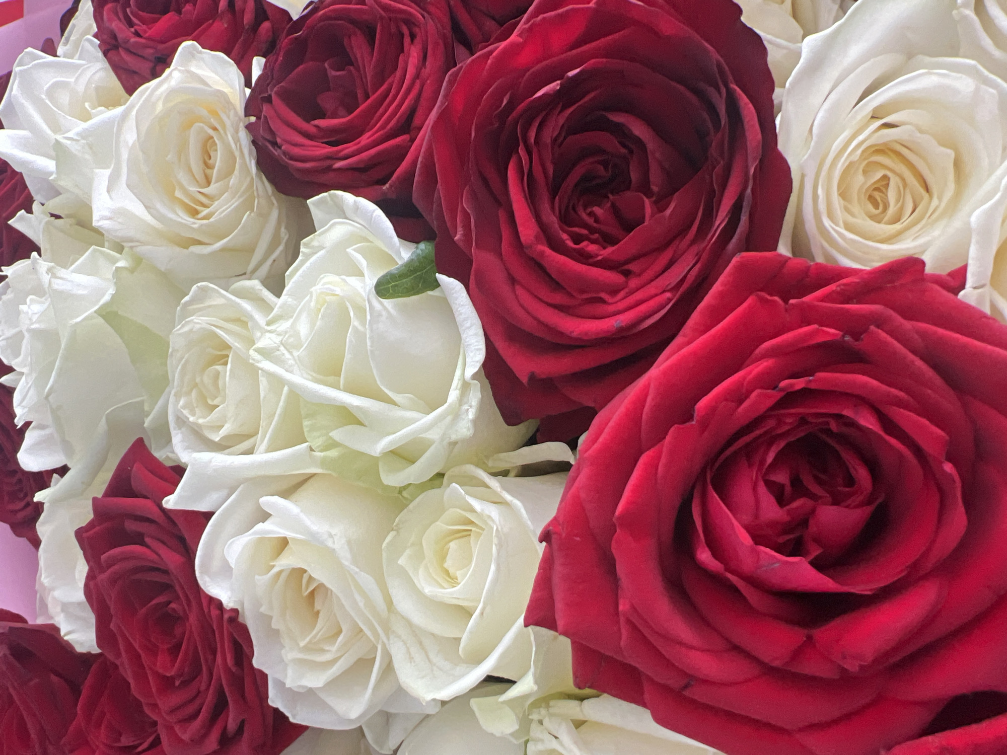 A close-up, overhead shot shows a bouquet of red and white roses. The roses are tightly packed, with the petals of each rose unfurling in layers. Some of the red roses are a deep crimson, while others are a brighter scarlet. The white roses are a creamy off-white, with some showing a hint of yellow in their centers. The bouquet is likely a gift or decoration, and it is not possible to determine its specific location in Votkinsk, Russia from the image alone.