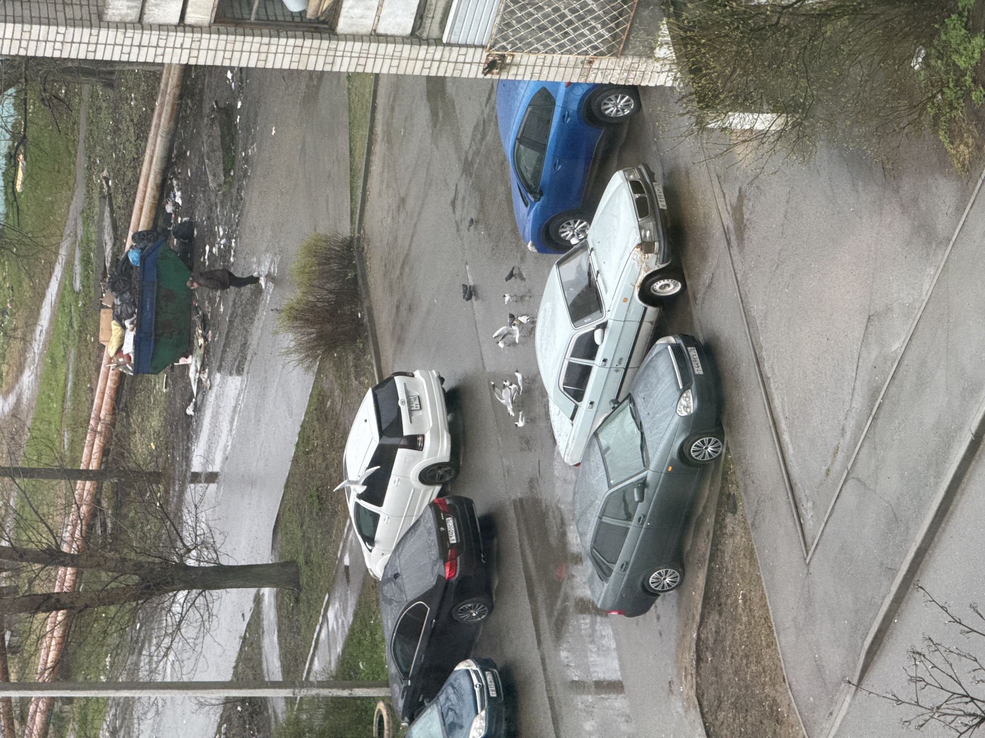 The image depicts a street scene in Ново-Никольское, Russia, observed from an elevated vantage point. The foreground features an array of parked cars, including blue, white, and gray vehicles. Several pigeons are present near the cars. In the background, a person stands near a large dumpster filled with trash. Bare trees are visible along the side of the road. The overall scene appears to be an overcast day.