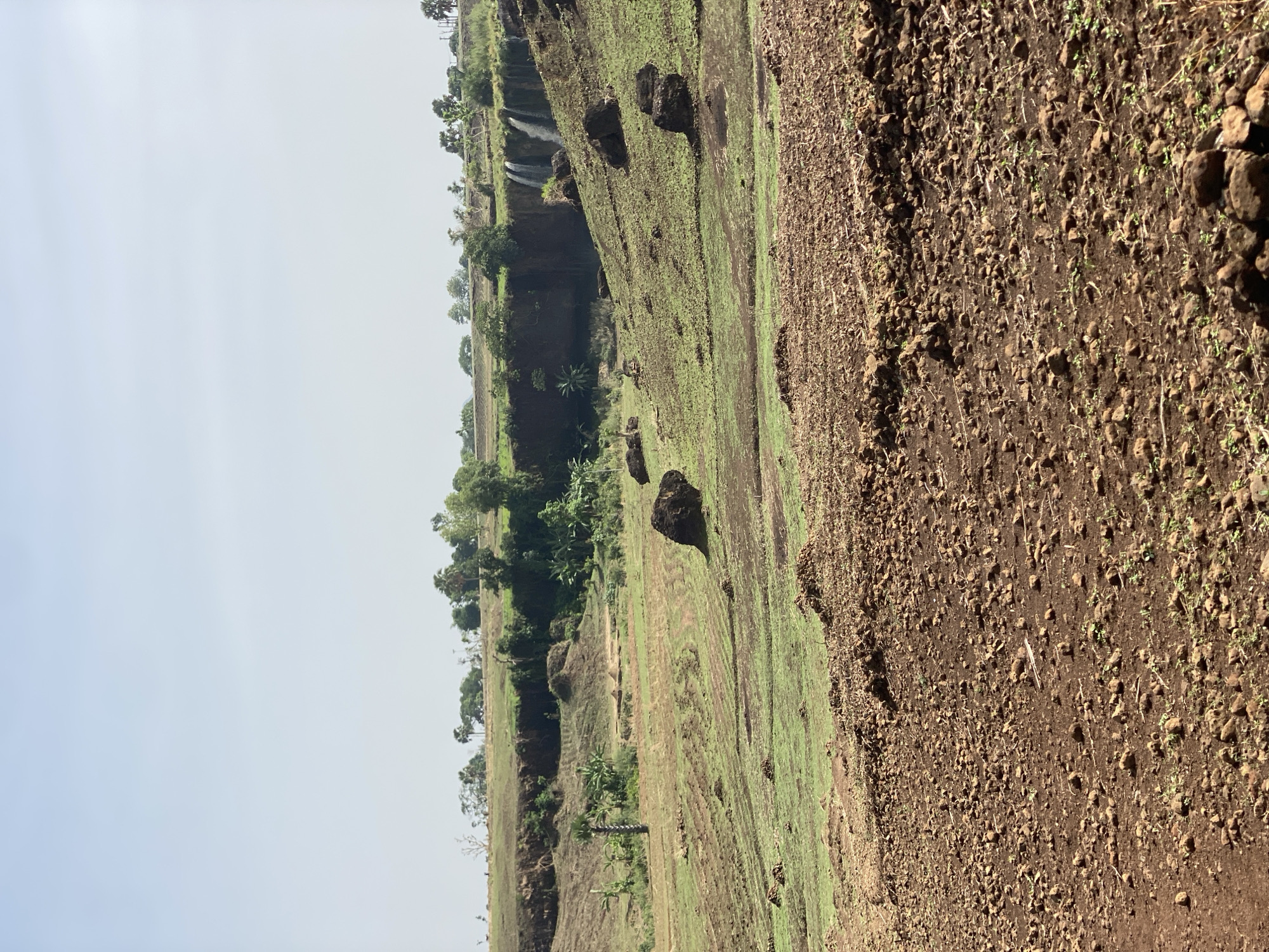 The image displays a vast rural landscape, likely in Maigizo, Nigeria, featuring agricultural land, natural rock formations, and distant cliffs under a bright sky.
In the immediate foreground, the ground consists of reddish-brown soil mixed with numerous small, dark stones and sparse, newly sprouted green vegetation. This area appears to be a recently tilled or cultivated field.
Moving into the midground, a wide expanse of vibrant green, low-lying vegetation or young crops covers the terrain, stretching towards a prominent cliff face. Several large, dark boulders are scattered across this green field. Along the base and top of the distant cliff, denser clusters of trees and shrubs are visible. Two small, white waterfalls or cascades can be seen flowing down the face of the cliff, suggesting the presence of water.
The background shows more undulating green hills and dense tree cover, extending into the distance beyond the main cliff. The sky, occupying the upper portion of the image, is a light, hazy blue-grey, indicating either an overcast day or atmospheric haze, with no direct sunlight or strong shadows apparent.
There are no people, animals, or specific activities depicted in the scene. The image captures a serene natural and agricultural environment. No text is visible.