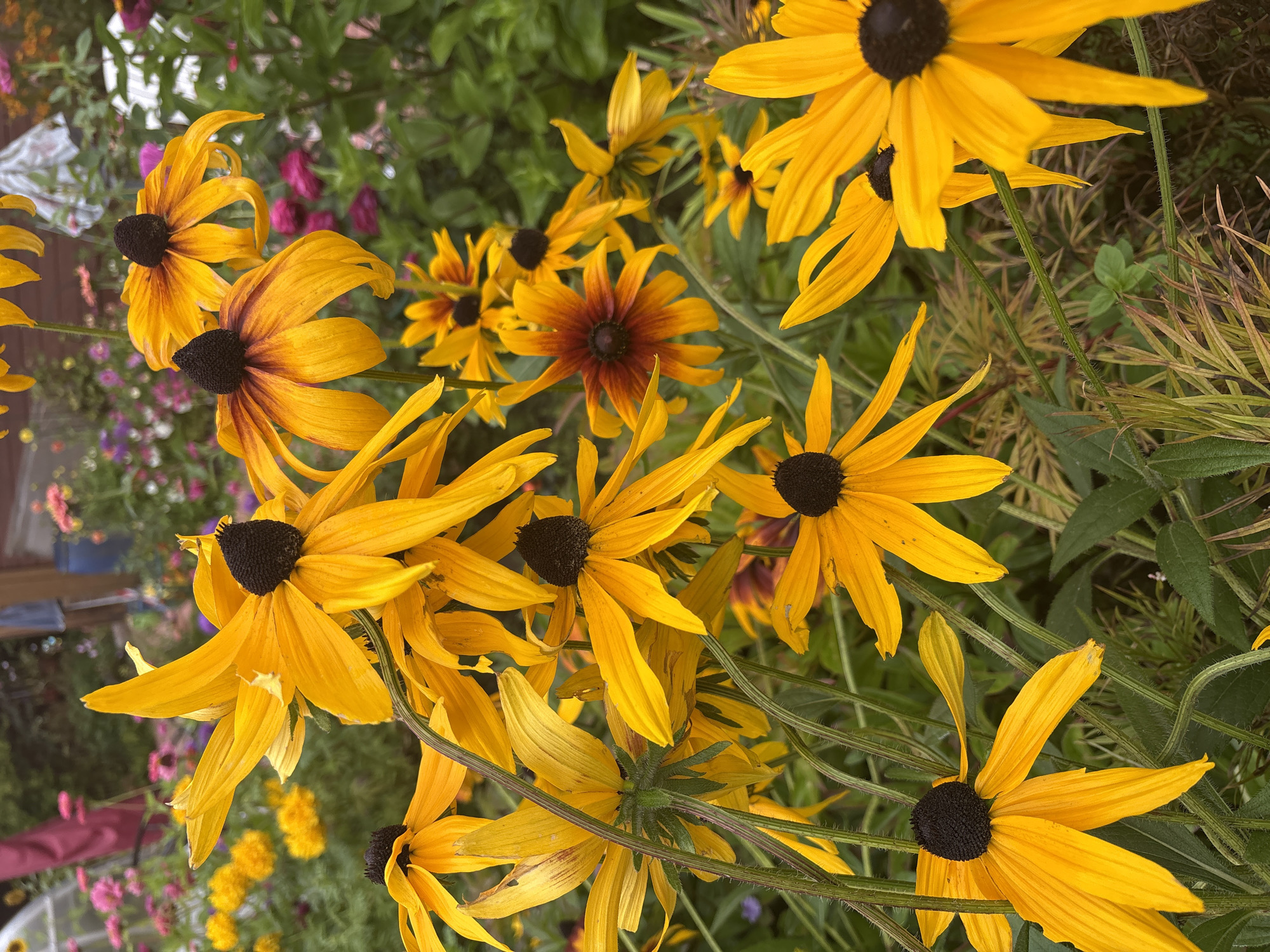 A close-up, eye-level, outdoor shot shows a cluster of bright yellow Black-Eyed Susans with dark brown centers. Some of the flowers are in sharp focus in the foreground, while others, along with other colorful flowers and green foliage, are blurred in the background, suggesting a garden setting. The lighting is natural, indicating it is daytime. The image does not depict any people or specific urban landmarks, making its location within a city impossible to determine.