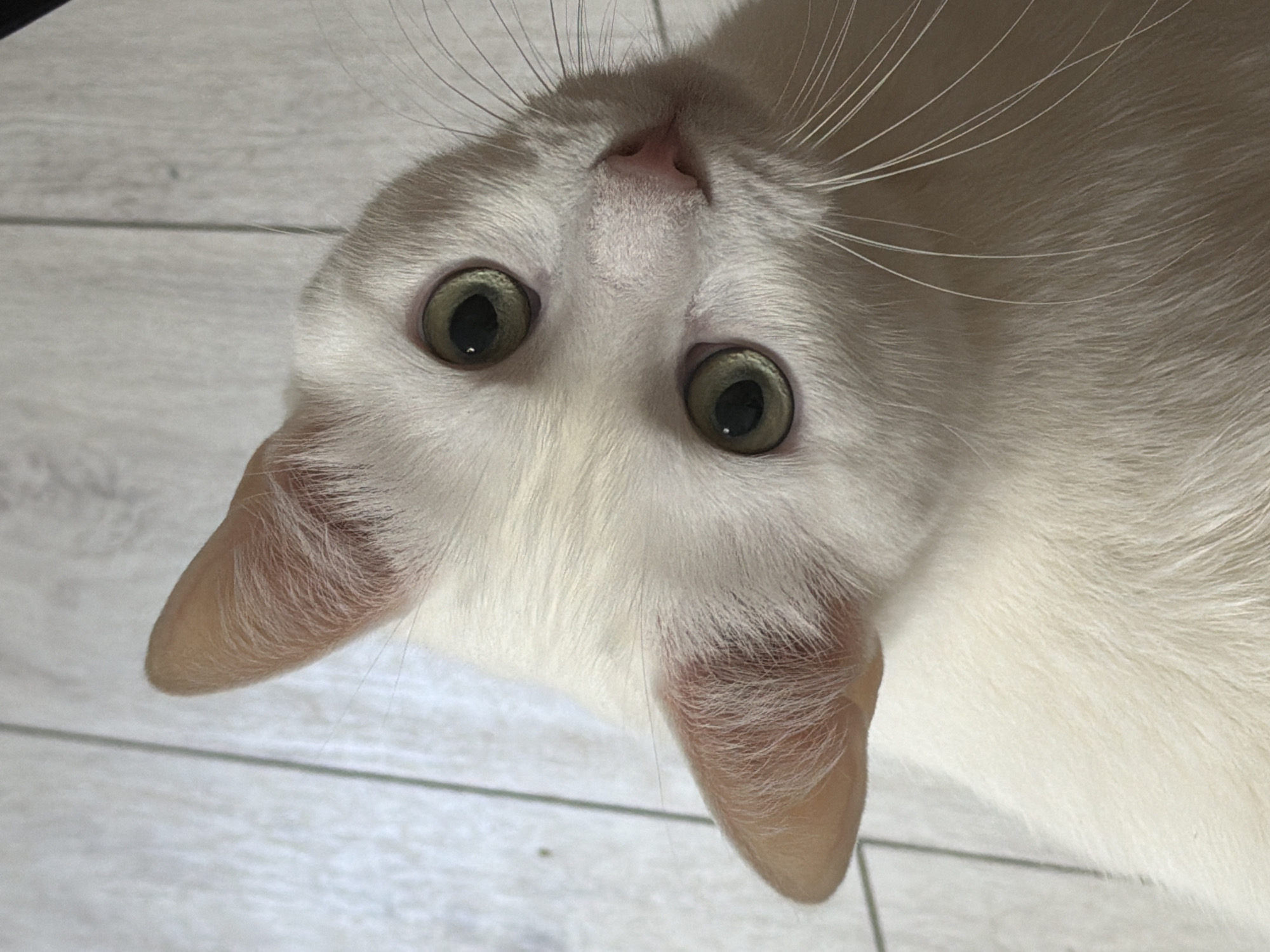 A close-up, angled shot of a white cat's face. The cat is positioned with its head tilted back and looking upwards, with its eyes focused on the viewer. Its ears are visible on either side of its head, and its whiskers are prominent. The cat's fur is primarily white, with subtle variations in tone. The background is a light-colored, tiled floor with subtle patterns. There are no visible people or other objects in the immediate vicinity. The location is not discernible as Tokkari-Lend, Russia.