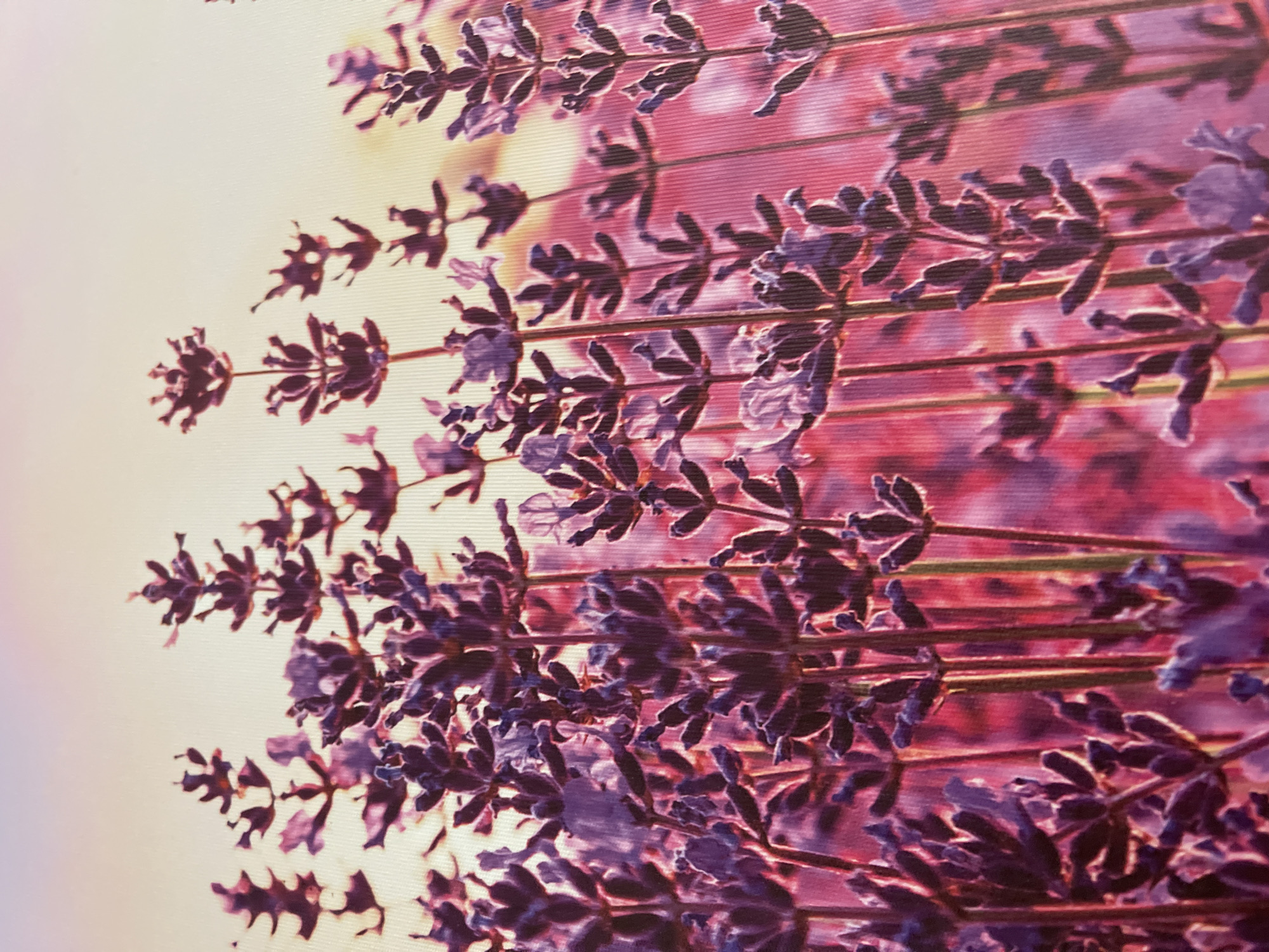 The image is a close-up, low-angle shot of lavender stalks. The lavender flowers are a deep purple and are clustered along the stems. The background is a soft, blurred gradient of pink and light yellow, suggesting a sunset or sunrise. The lighting casts a warm glow on the flowers, highlighting the texture of the petals and stems. The image is likely a photograph of a lavender field, possibly taken in a garden or rural area. It is not possible to determine the location within Podgorica, Montenegro, from the image.