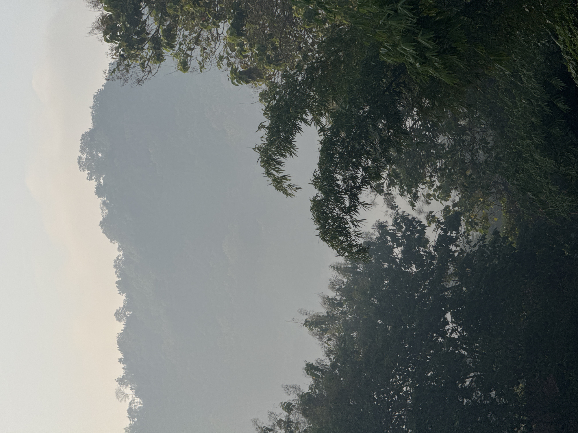 The image depicts a hazy, mountainous landscape with dense foliage in the foreground. The sky is overcast with a pale, yellowish hue, suggesting early morning or late afternoon light. The distant mountains are largely obscured by mist, with only their silhouettes visible against the sky. In the foreground, lush green trees, including what appears to be bamboo, dominate the frame. The overall atmosphere is serene and natural. This scene could be representative of the natural environment found in and around Kalirancang, Indonesia, a region known for its verdant hills and tropical climate. There are no people or discernible objects of human construction in the image.