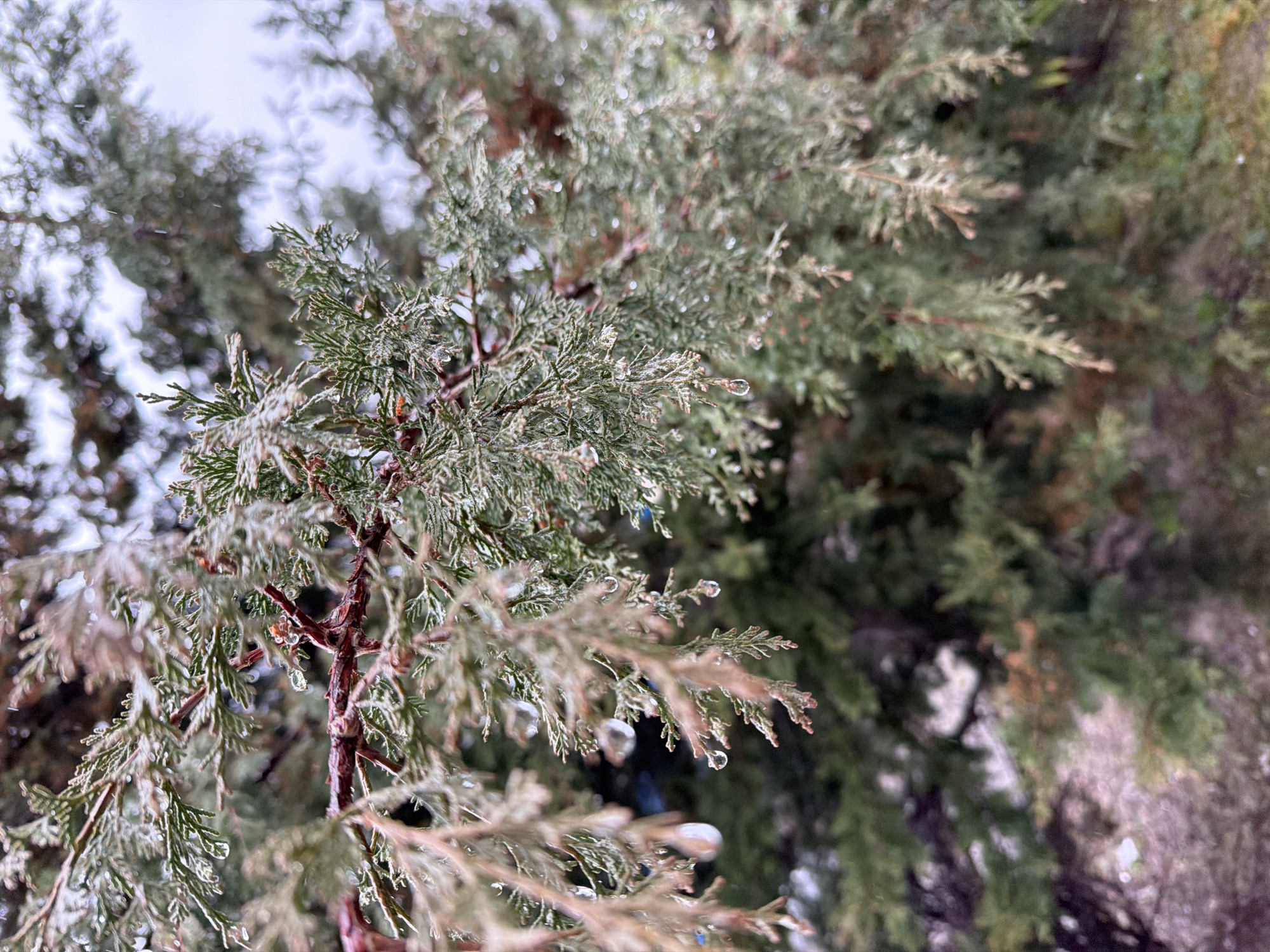 A close-up shot depicts the branches of a coniferous tree, possibly a juniper or cedar, with water droplets clinging to its foliage. The branches extend into the foreground and background, creating a depth of field effect. The tree's needles appear green and are slightly wet, suggesting recent rainfall or condensation. The background is blurred, showing other trees. The sky is visible in the upper left corner, appearing overcast. The scene is likely outdoors, in a natural or landscaped setting. There is no specific information in the image to confirm the location as Parvenets, Bulgaria.