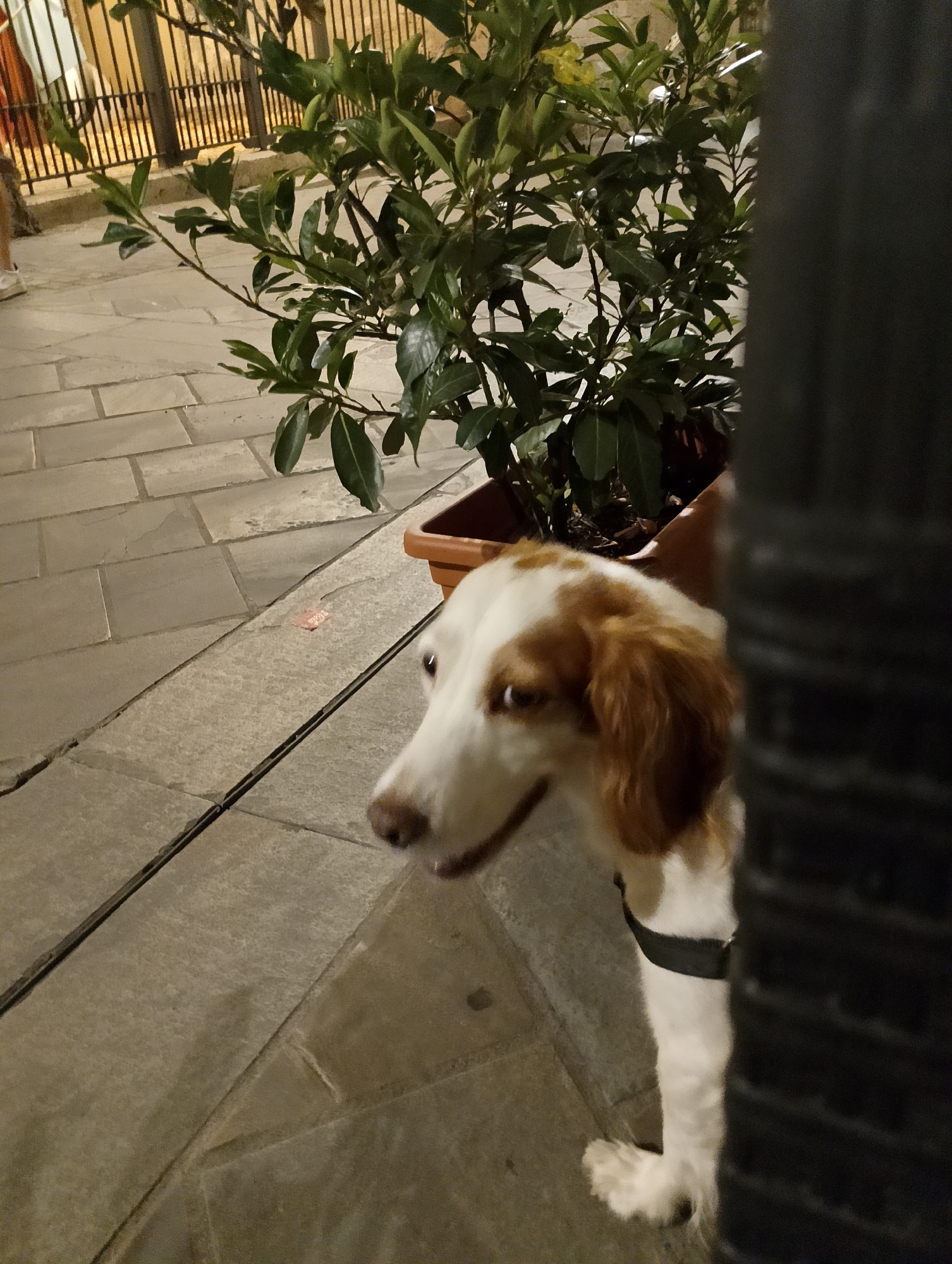 The image depicts an outdoor scene, likely on a paved walkway or patio, with a dog peeking from behind a dark, vertical object, possibly a pillar or post. The dog is a medium-sized breed with white and reddish-brown markings, wearing a black harness. In the background, a lush green plant is visible in a brown planter, with a metal fence and building facade behind it. The ground is paved with large, rectangular light-colored stones. There is a small, pinkish object on the ground near a seam in the paving. The lighting suggests it is either evening or an overcast day. The overall impression is a candid snapshot of a dog in an urban or semi-urban setting, possibly near an establishment with outdoor seating. The specific location in Rieti, Italy, cannot be determined from the visual information provided.