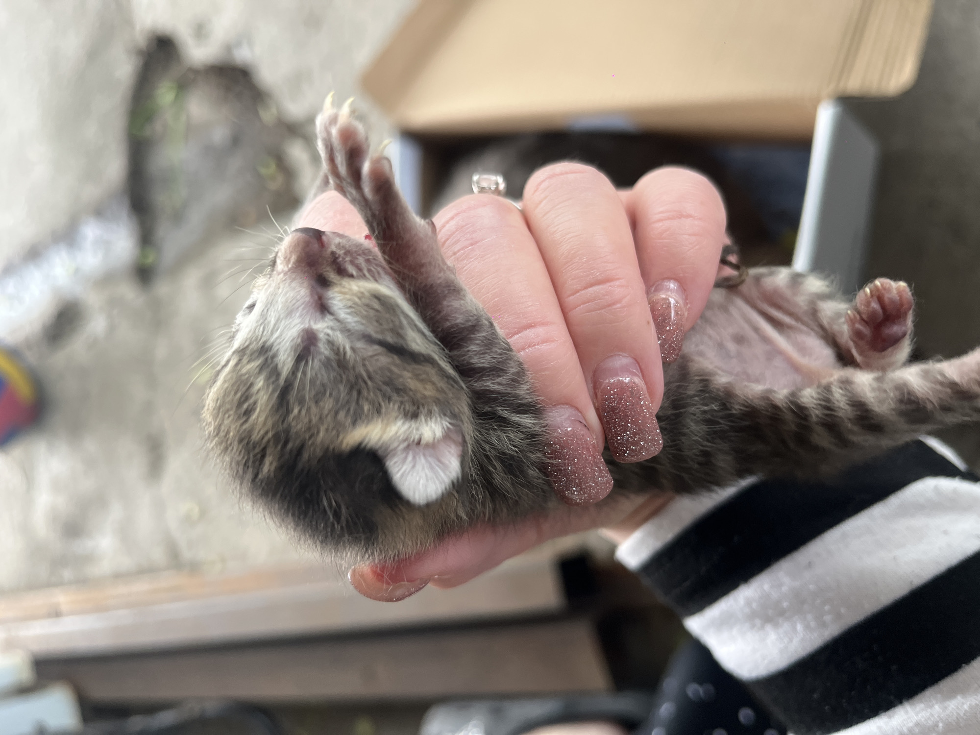 A newborn kitten is being held in a person's hand. The kitten is a tabby with a small white spot near its ear. The kitten is lying on its back, with its paws extended. The person holding the kitten has long nails with glitter nail polish. The person is wearing a striped black and white shirt. There is a cardboard box in the background. The exact location of the image in Novopokrovskaya, Russia cannot be determined.