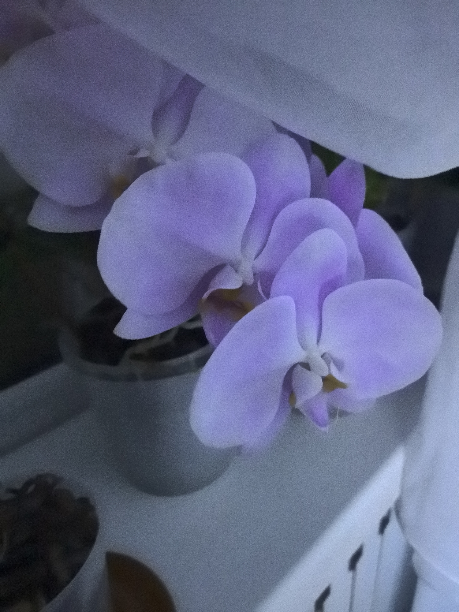 The image displays a close-up view of several light purple orchid flowers. The flowers are in bloom, with delicate petals showcasing subtle variations in shade and texture. One orchid in the foreground is particularly prominent, with its petals gracefully unfurling. In the background, other orchid blooms are visible, some partially obscured by a sheer, light-colored fabric, possibly a curtain or drapery.
Beneath the orchids, a grey pot containing the plants is visible, suggesting an indoor setting, likely a home or greenhouse. The overall lighting is soft and diffused, creating a gentle ambiance. The background is dark and out of focus, drawing attention to the vibrant flowers. To the right of the frame, a portion of a white surface with vertical lines is visible, perhaps a piece of furniture or architectural detail.
There is no visible text in the image. The scene evokes a sense of tranquility and natural beauty, with the soft colors and delicate forms of the orchids contributing to a peaceful atmosphere. The time of day and weather are not discernible from the image. The location is specified as Petropavlovsk-Kamchatsky, Russia, but no specific visual cues within the image confirm this location.