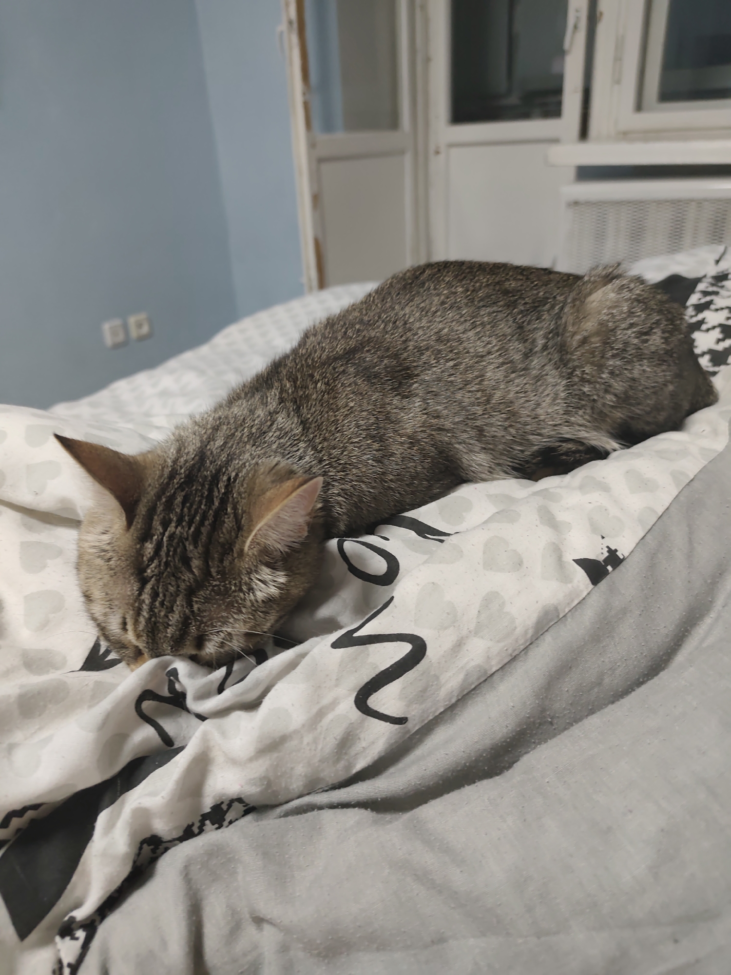 The image shows a brown tabby cat lying on a bed. The bed has a white and black patterned sheet and a grey blanket. The cat's head is buried in the sheets. In the background is a blue wall, a white window frame, and a radiator. The location is Chaikovsky, Russia.