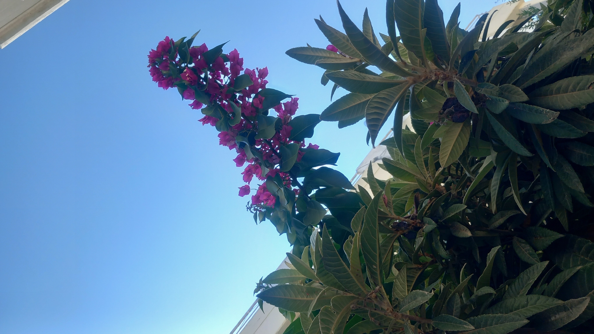 An upward-facing shot captures a clear, bright blue sky above dense green foliage. A branch of vibrant magenta bougainvillea flowers extends diagonally across the upper right quadrant of the frame, its blooms contrasting with the deep green leaves of another plant in the foreground. The leaves of the foreground plant are broad and leathery, with prominent veins. To the upper left and right of the frame, a white structure, possibly a building or balcony railing, is partially visible, suggesting an urban or residential setting. The image appears to have been taken outdoors, likely in a location with abundant sunshine.