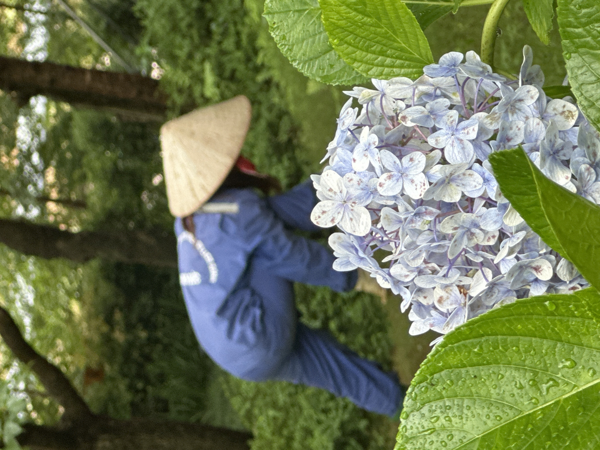This outdoor image, captured in Mu Cang Chai, Vietnam, depicts a focused view of nature with a human element in the background. In the immediate foreground, a cluster of light blue and white hydrangea flowers with speckled petals is visible, partially framed by large, vibrant green leaves bearing multiple water droplets. The flowers are in sharp focus, showcasing their delicate structure. In the blurred midground, a person is depicted from the waist up, bent forward and engaged in work. They are wearing a full-body, long-sleeved blue uniform or jumpsuit and a traditional conical straw hat (nón lá). Their face is obscured by the hat and their posture. The background consists of dense, out-of-focus green foliage and tree trunks, suggesting a garden or natural environment. The overall lighting is bright, indicating daylight.