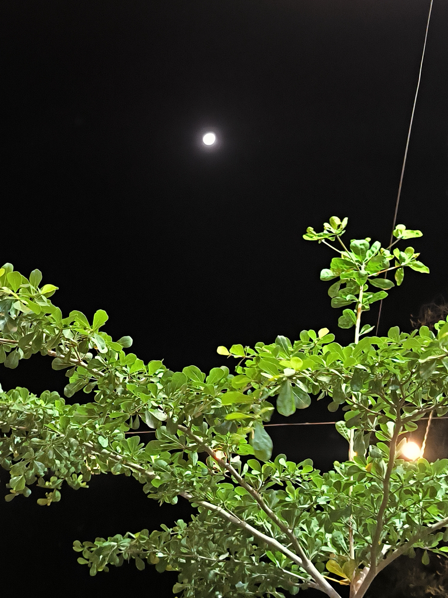 The image shows a night scene in Cempeudak, Indonesia. A green tree with small, round leaves fills the lower portion of the frame. Above the tree, a bright moon is visible in the center of the black sky. A thin, white cable runs vertically from the top right corner. A light source illuminates the tree from the right. No people or animals are visible.