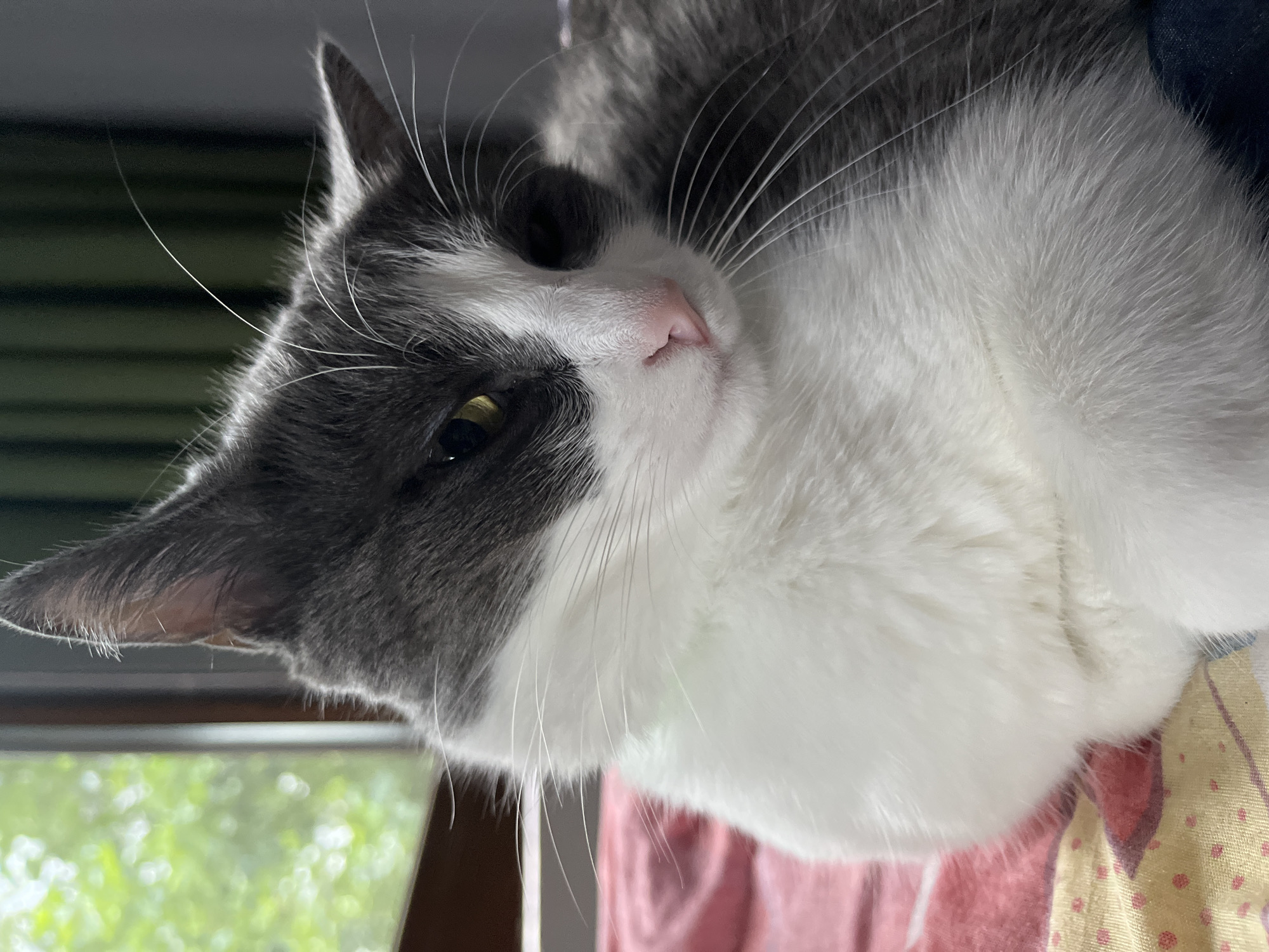 A domestic cat, primarily white with grey markings on its head and back, is resting on a patterned bed. The cat's head is turned to the right, revealing its green eyes and pink nose. Its fur appears soft and fluffy. The background is blurred, showing a window with greenery outside and vertical dark lines, possibly blinds or a curtain. This scene is located in a bedroom in the city of Ureki, Georgia.