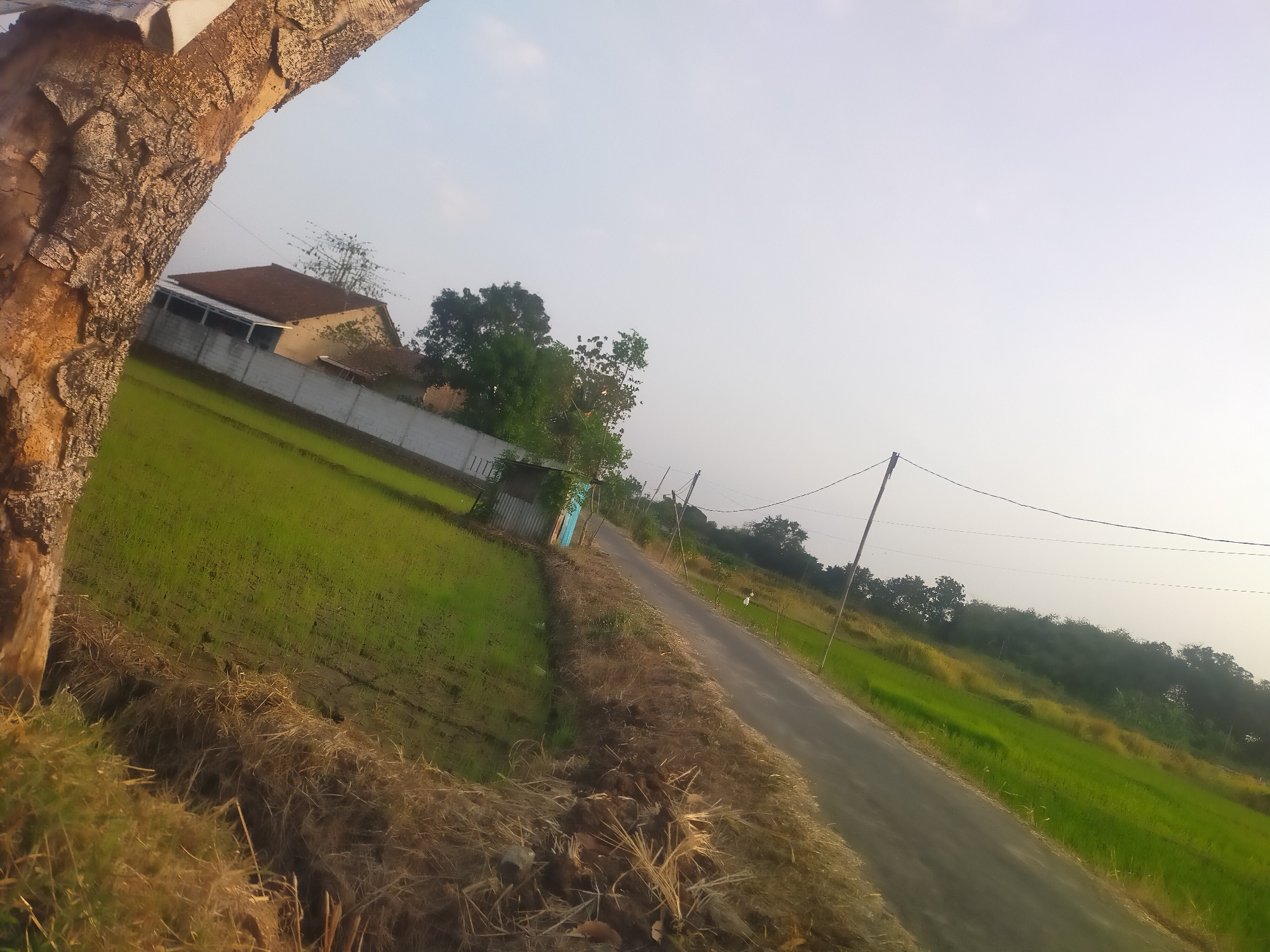The image depicts a rural scene in Dukuhdamu, Indonesia. In the foreground, a large tree trunk dominates the left side of the frame, its textured bark catching the light. Adjacent to the tree is a field of green crops, likely rice paddies, with some dry straw scattered along the edge. A narrow asphalt road runs diagonally through the image, from the bottom right towards the middle left. On the left side of the road, there is a white fence and a building with a reddish-brown roof. Further in the background, a line of trees borders a green field. Power lines are visible stretching across the sky, supported by poles along the roadside. The sky is a pale, hazy blue, suggesting either early morning or late afternoon. There are no people visible in the scene. The overall impression is one of a peaceful, agricultural landscape.