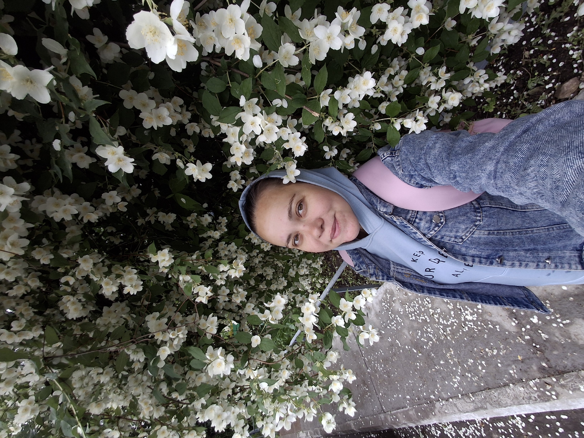 A young woman with brown hair and brown eyes is taking a selfie in front of a dense bush of blooming white jasmine flowers. She is wearing a light blue hooded sweatshirt and a denim jacket. A pink backpack is visible on her shoulder. The ground in front of her is a sidewalk covered in fallen white petals. The image appears to be taken outdoors during the daytime. The style of the clothing and the type of foliage suggest a temperate climate, consistent with Chaikovsky, Russia.
