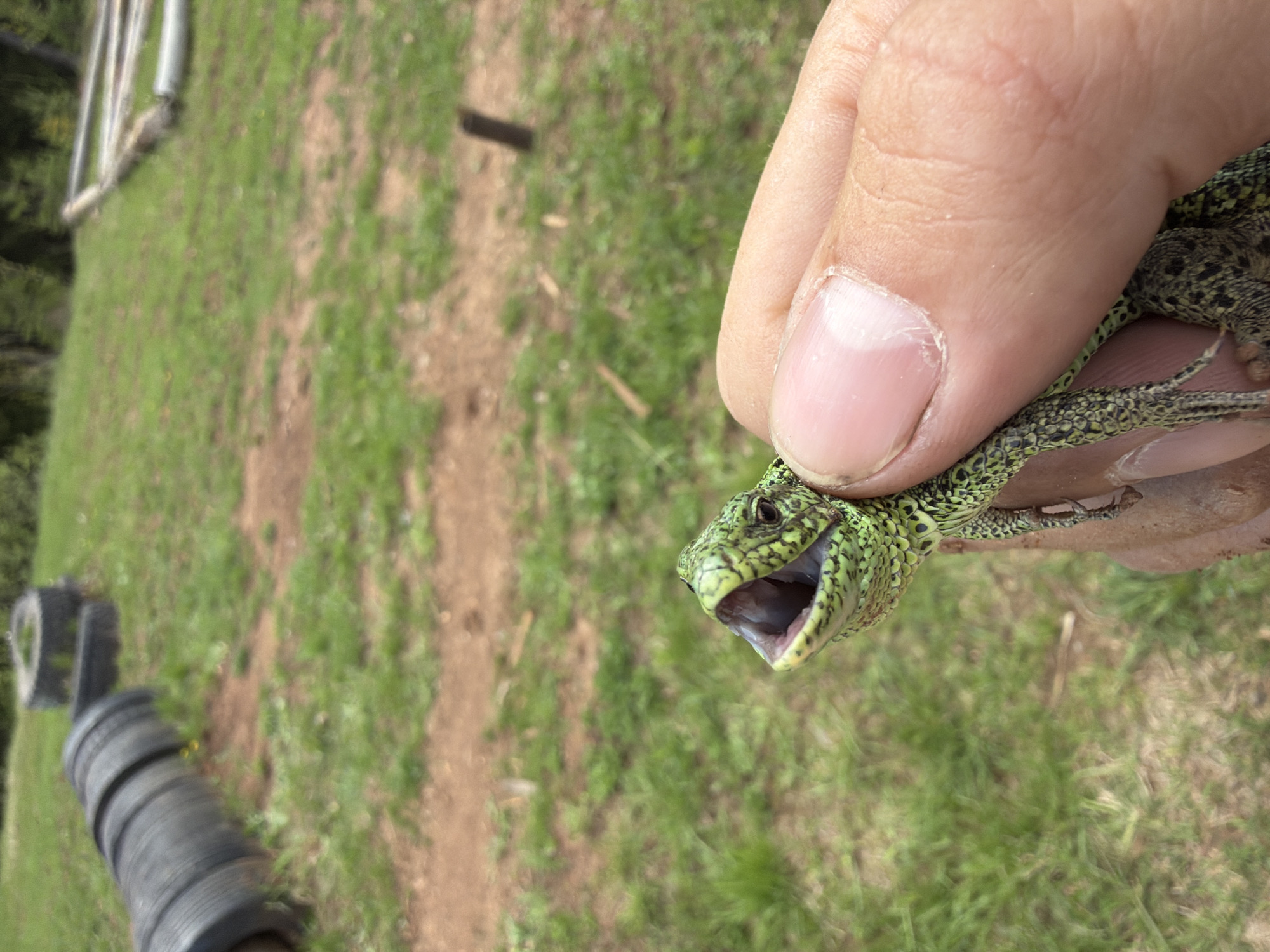 A person holds a green lizard in their hand. The lizard's mouth is open. The background shows a grassy area with tires. The image was taken in Прикамский, Russia.