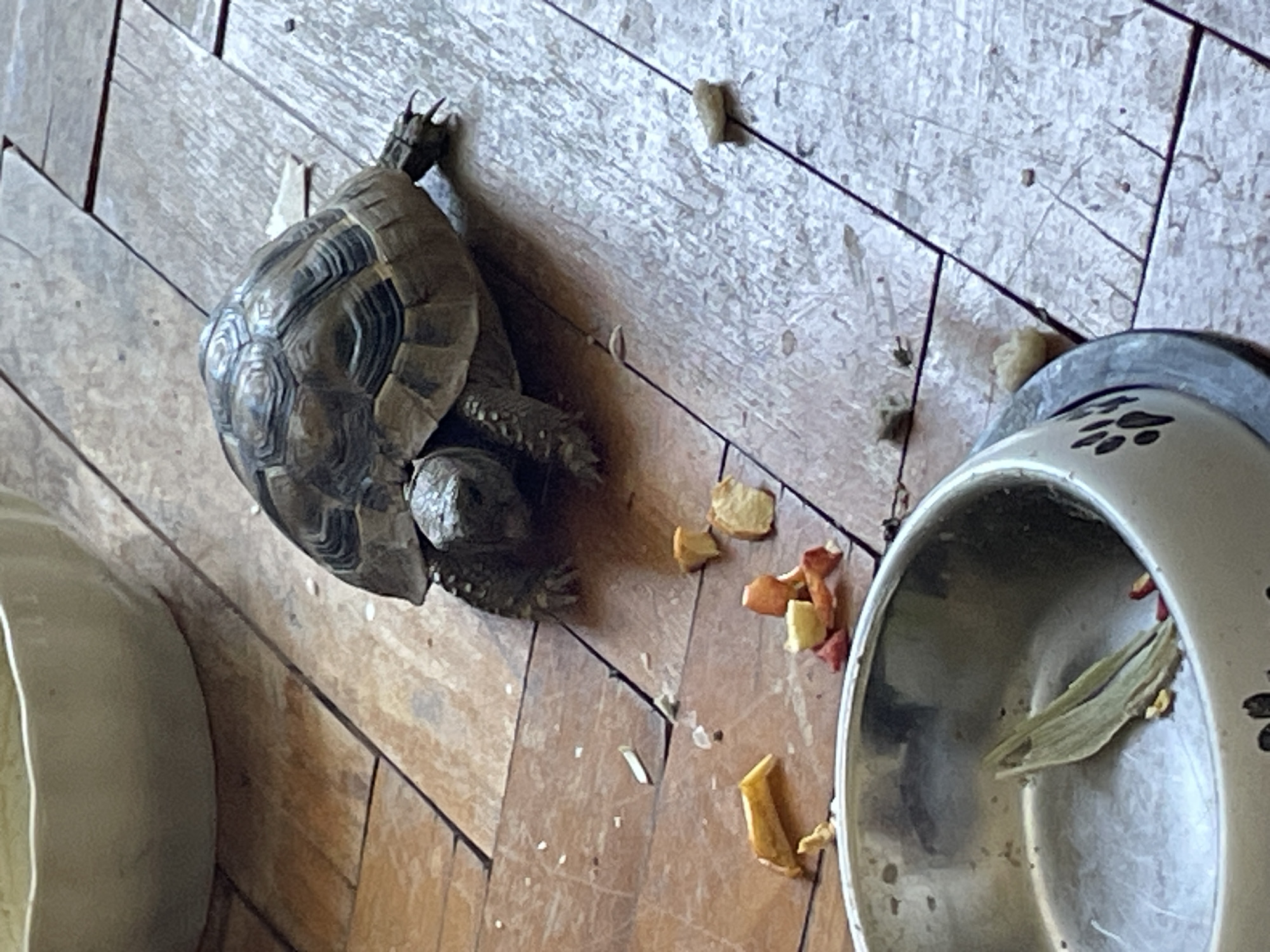 An adult tortoise is shown on a wooden floor, with pieces of dried fruit scattered around it. A metal food bowl with some dried leaves and small pieces of fruit is in the foreground. The scene is indoors, with lighting suggesting it is daytime. The location is not specified as Gabrovo, Bulgaria.