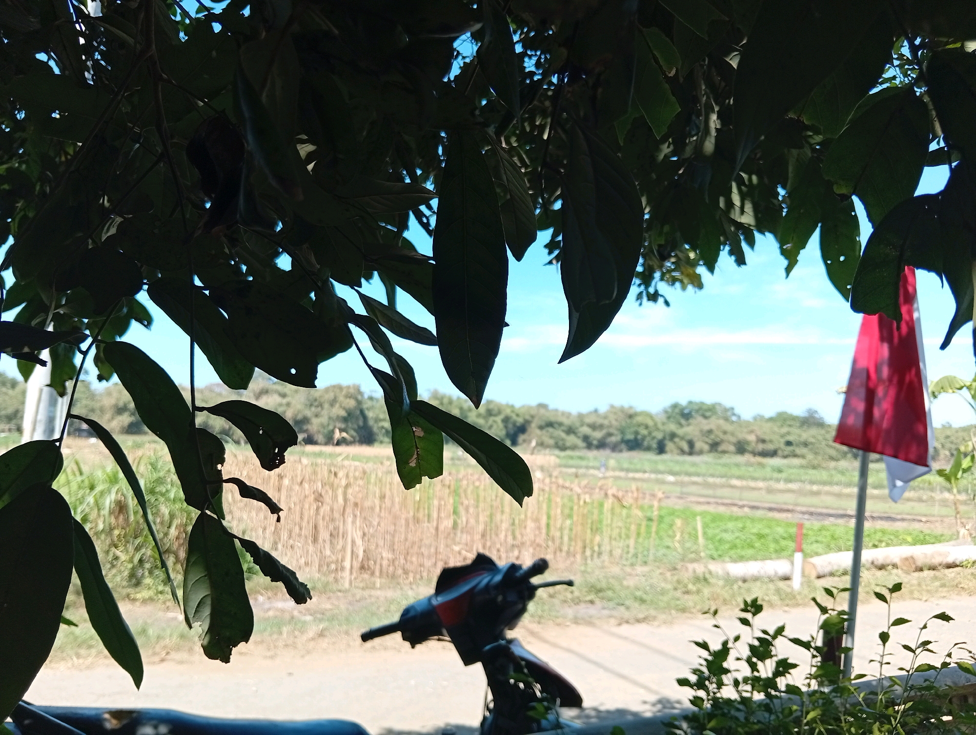 The image depicts a scene from a rural area, likely Indonesia, with foliage in the foreground obscuring the view of a field and a blue sky. A red and white flag is visible on the right side of the frame, mounted on a pole. In the mid-ground, a motorcycle is parked on what appears to be a road or path. The background shows a cultivated field with dry stalks and some green vegetation, bordered by a line of trees. The overall atmosphere suggests a sunny day in a natural or agricultural setting. The location is identified as Miritpetikusan, Indonesia.
