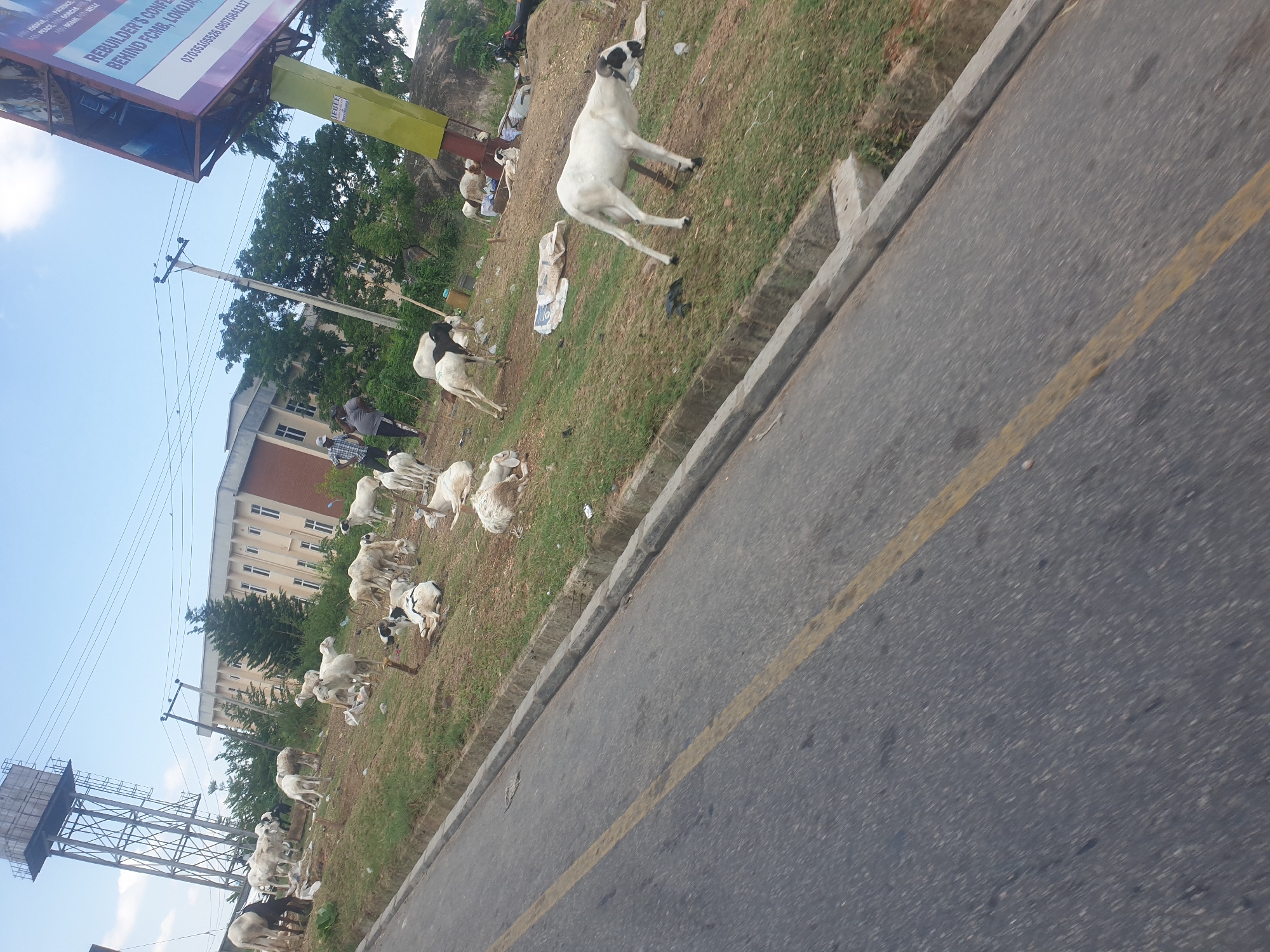 The image shows a flock of goats grazing on a grassy area adjacent to a road in Lokoja, Nigeria. Some goats are white with black markings, while others are predominantly white. Two people are standing near the goats, possibly tending to them. A concrete curb separates the grassy area from the road, which has a yellow line marking. A billboard with the text "REBUILDER'S CONF...BEHIND FCMB, LOKOJA" and phone numbers is visible in the background. A water tower and a building are also visible. The environment appears to be a typical urban roadside scene. There is scattered trash on the ground.