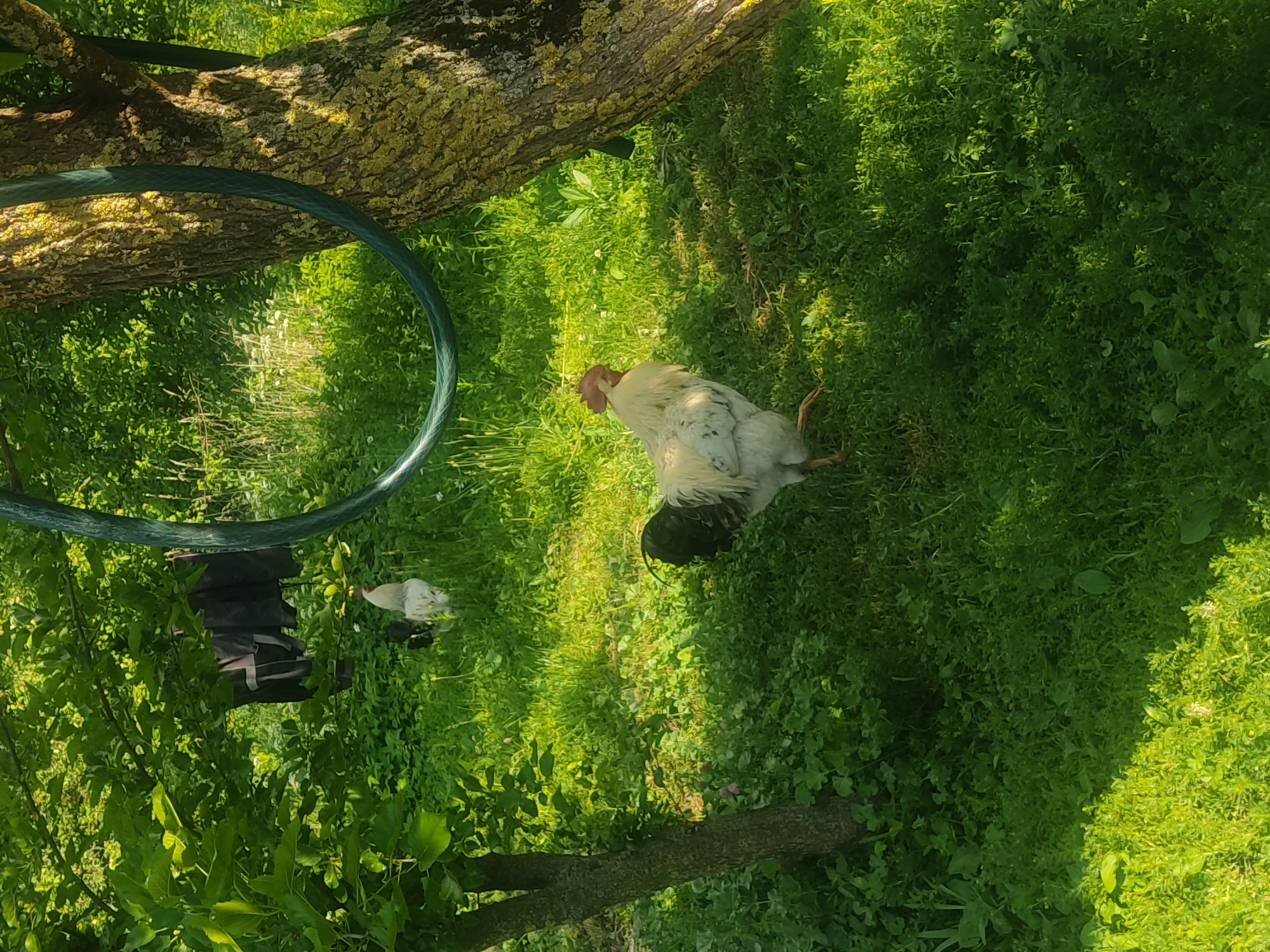 A rooster and several chickens are in a grassy yard on a sunny day. The rooster, which is predominantly white with black tail feathers, is in the center of the frame, facing away from the camera and to the right. A few smaller, white chickens are scattered in the background, to the left of the rooster. The yard is covered in lush green grass and other low-lying vegetation. In the foreground, a large tree trunk runs horizontally across the frame, with dappled sunlight filtering through its leaves. A green hose is coiled around the trunk. To the left of the tree, a dark bag is hanging from a branch. The scene appears to be set in a rural location, possibly a farm or a backyard. The bright sunlight suggests it is daytime, and the vibrant greenery indicates it is likely spring or summer. There is no visible text in the image. The overall mood is peaceful and pastoral.