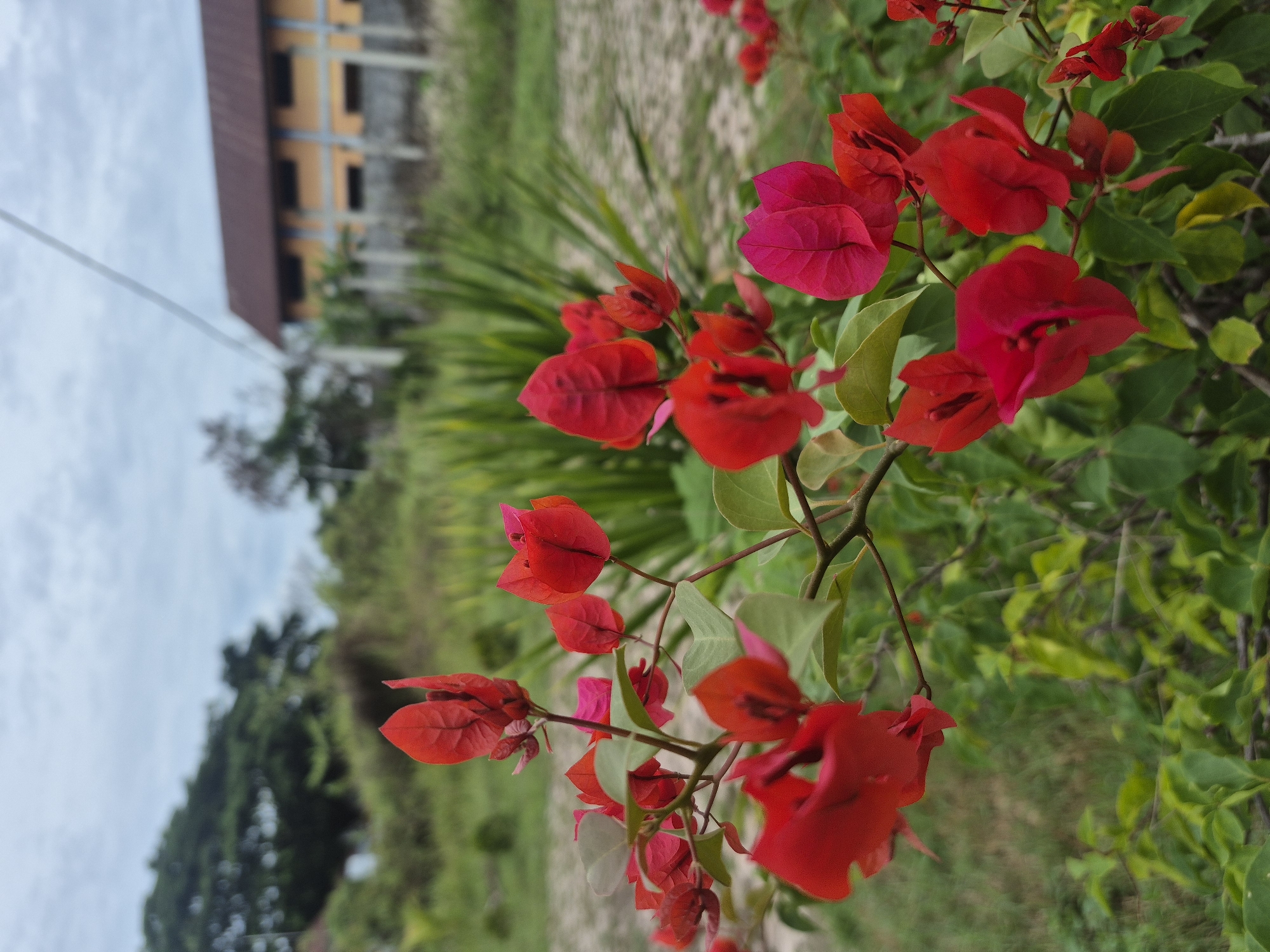 The image shows a close-up of red Bougainvillea flowers in Lhokseumawe, Indonesia. The flowers are in full bloom, with vibrant red petals. Green leaves surround the flowers, creating a contrast. In the background, there is a building with a brown roof, visible behind the flowers and foliage. The sky is overcast. The ground appears to be covered in light-colored soil or gravel.