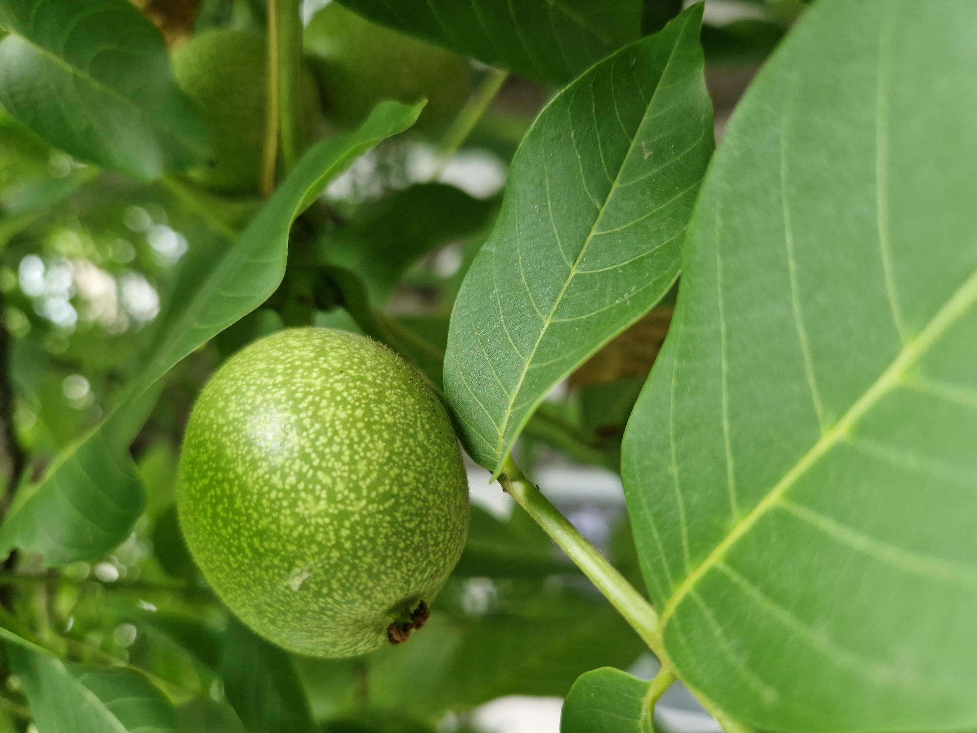 The image shows a close-up of an unripe walnut on a tree, surrounded by green leaves. The walnut is round and green with lighter green speckles. A stem is visible connecting the walnut to a branch, and other leaves and parts of the tree are blurred in the background. There are no people or discernible structures of the city of Sofia, Bulgaria visible in the image.