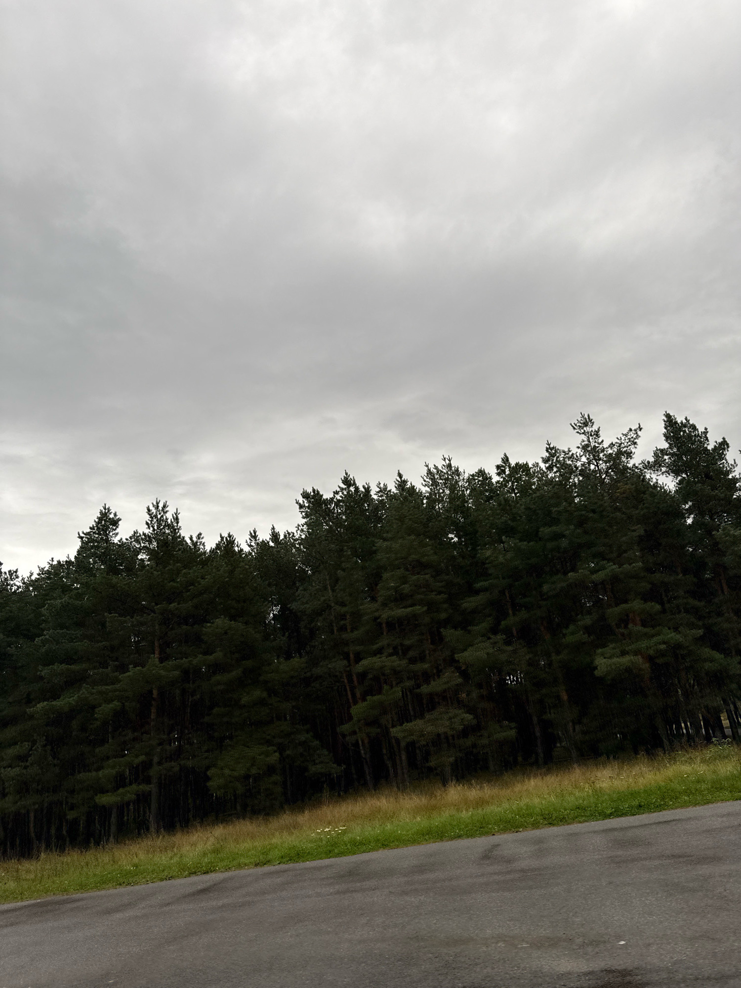 The image shows a view of a road in front of a dense forest of evergreen trees. The sky is overcast with gray clouds. The road appears to be paved and slightly wet, suggesting recent rain. The forest is dark and appears to be composed of pine trees. There is a strip of grass and some wildflowers between the road and the forest. The scene suggests an outdoor environment on a cloudy day, possibly in a rural or semi-rural area on the outskirts of a city. No people or specific landmarks that would indicate Tallinn, Estonia, are visible in the image.