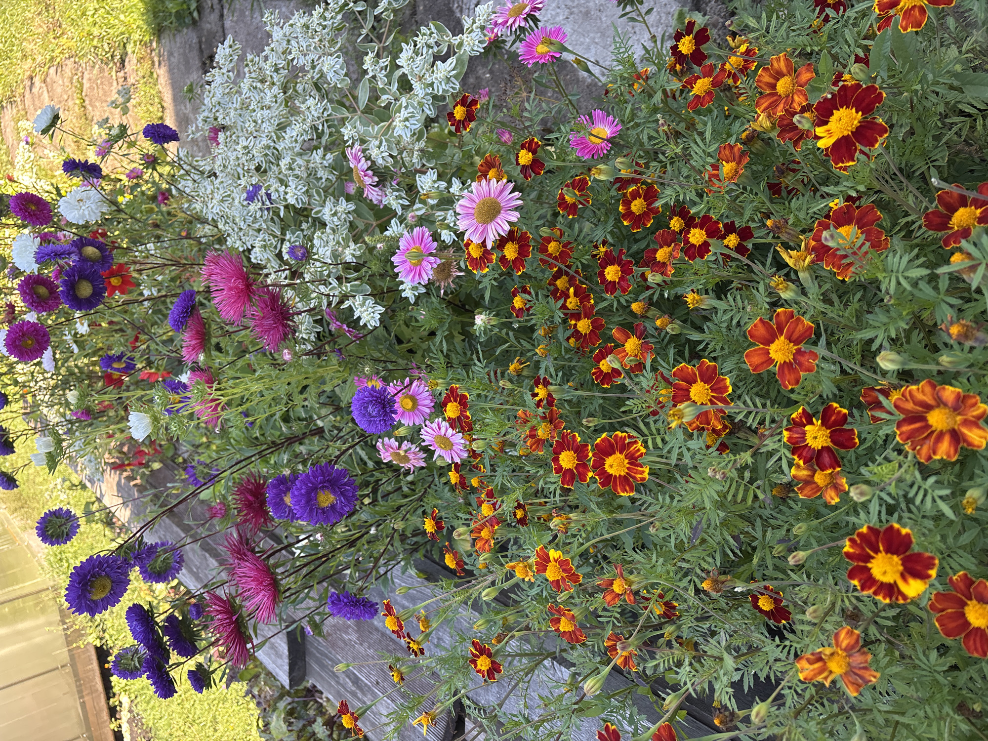 This is a vertical, medium-angle, eye-level shot of a vibrant flowerbed in the city of Lebyazhii, Russia. The foreground is dominated by a dense cluster of marigolds, their petals a rich mix of deep red and bright yellow, creating a fiery effect. Behind them, a variety of asters bloom in shades of purple, pink, and white, adding a more delicate and varied texture. The flowers are densely packed, with green foliage providing a lush backdrop. In the upper left, a portion of a wooden structure, possibly part of a garden bed or a fence, is visible. A paved pathway, likely made of concrete, curves through the scene in the upper right, bordered by green grass. The lighting suggests a bright, sunny day, with sunlight illuminating the flowers and casting subtle shadows. There are no people or animals present in the image.