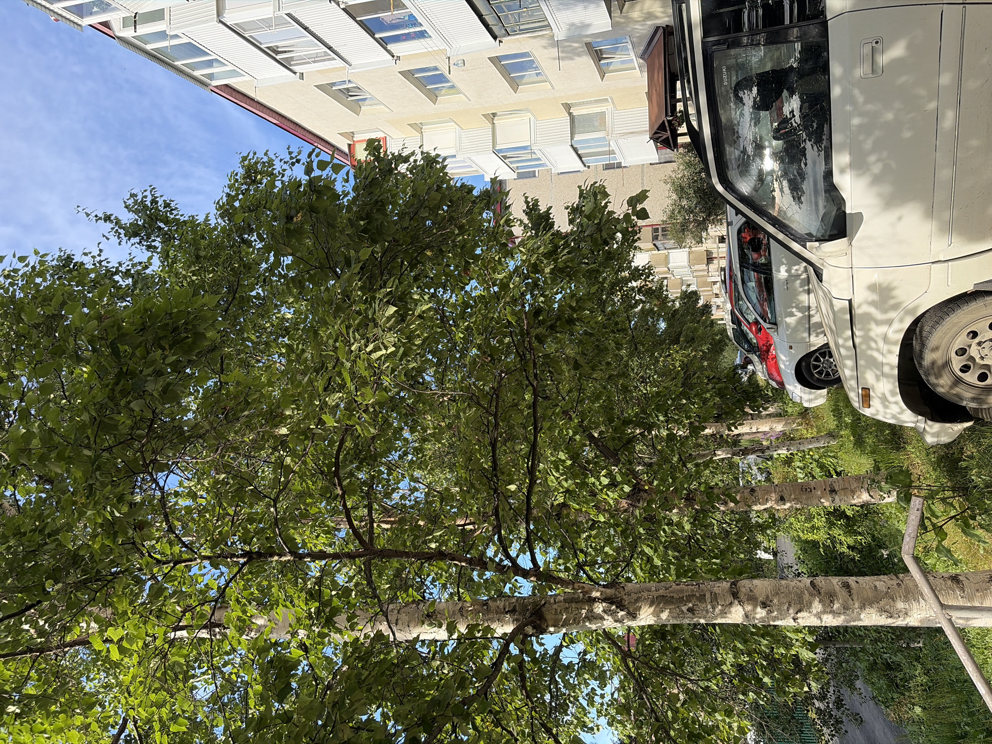 In Korsakov, Russia, a sunny daytime scene unfolds with a line of birch trees in the foreground, their pale, textured bark and vibrant green leaves casting dappled shadows. Beyond the trees, a multi-story apartment building with cream-colored walls and numerous windows and balconies dominates the right side of the frame. Several cars are parked along the building's base, including a white SUV in the immediate foreground, a white station wagon, and a red car further back. The sky is a clear blue with a few wispy clouds. A metal railing is visible in the lower left corner, suggesting a walkway or stairs.