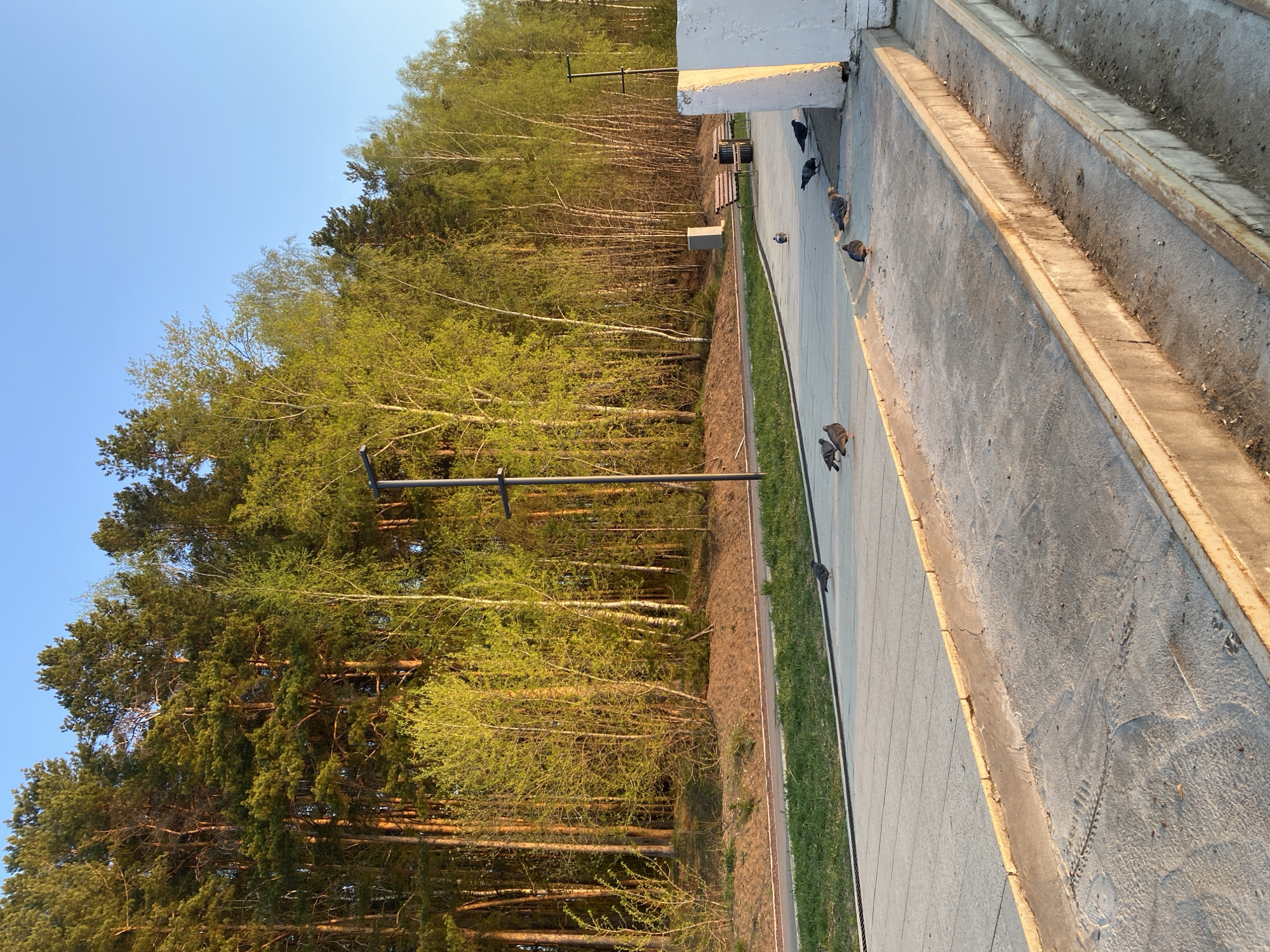 The image depicts a park area in the city of Chaikovsky, Russia. A paved walkway runs alongside a wooded area. Several pigeons are present on the walkway. The walkway is bordered by a concrete structure. In the background, there is a line of trees with green foliage. A lamppost is visible, and the sky is clear blue. Benches are present near the trees.