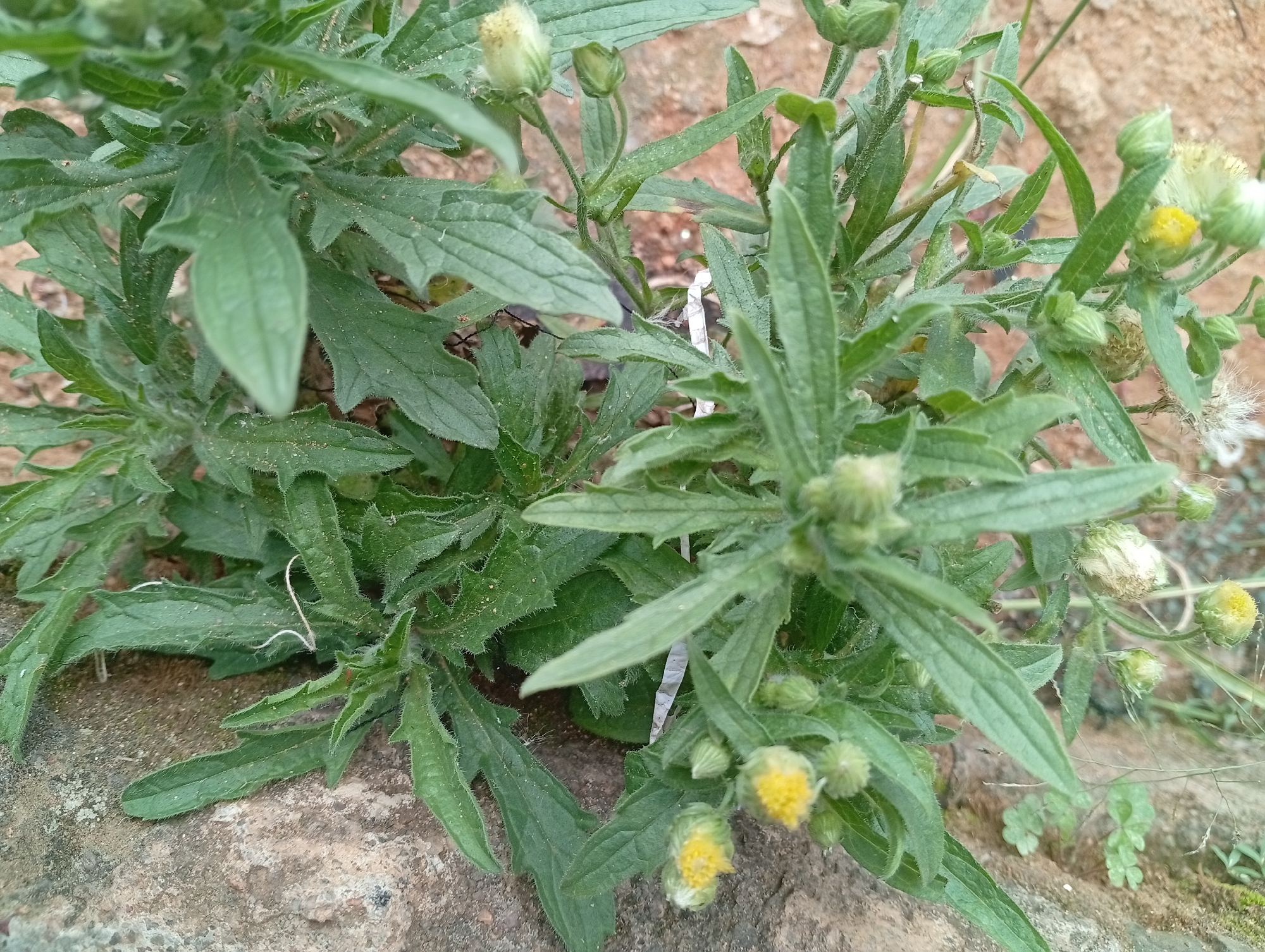 A close-up, eye-level shot captures a cluster of green plants with small, pale yellow flowers, some of which are still in bud. The plants have fuzzy, serrated leaves. They are growing on the ground, which appears to be composed of soil and rocky material. The background is blurred, suggesting a natural outdoor setting. No people or animals are visible. The image was taken in Gura Top, Nigeria.