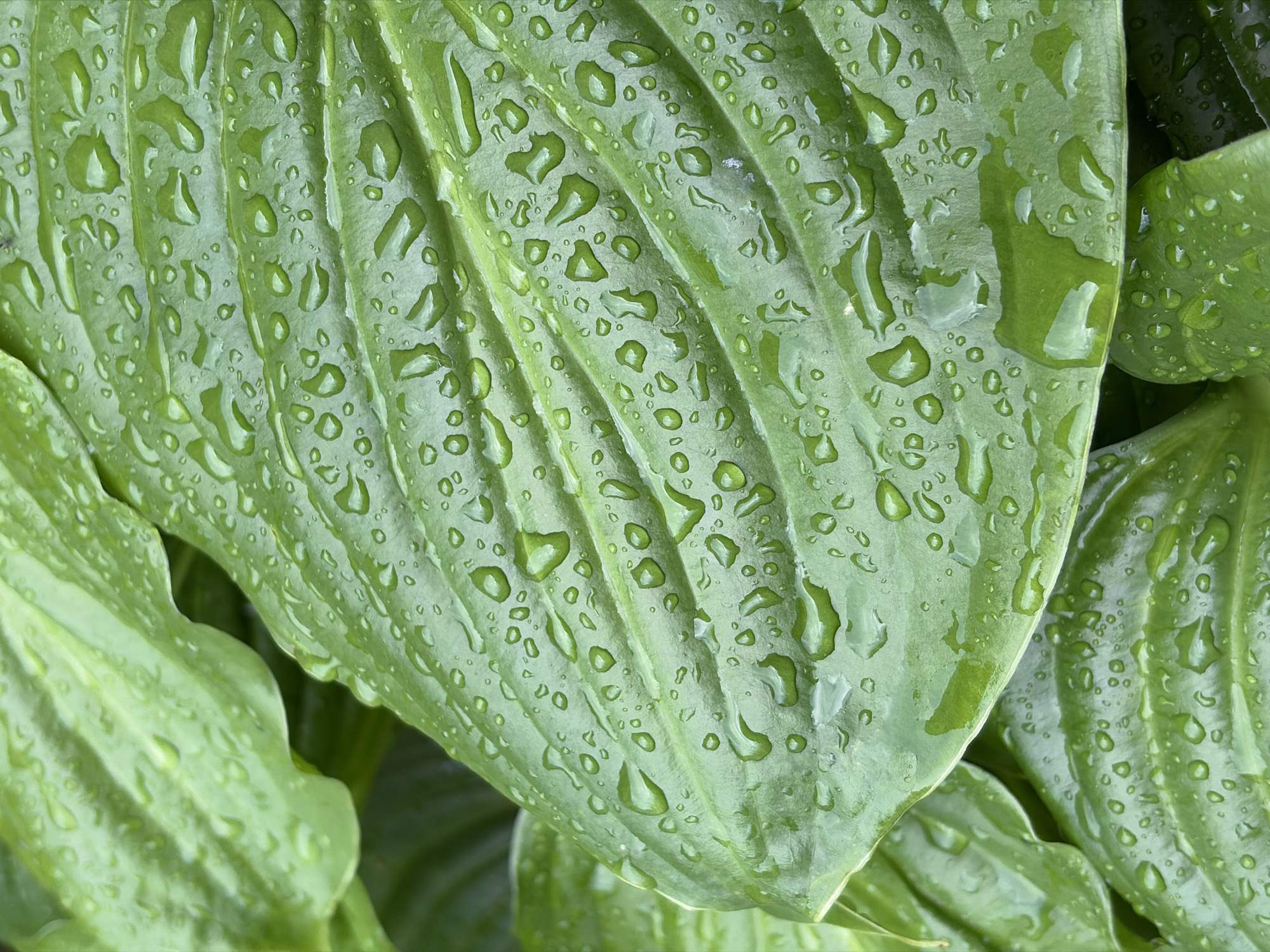 A close-up, high-angle shot focuses on lush green hosta leaves covered in numerous water droplets. The leaves exhibit prominent veins and a slightly textured surface, with the water droplets varying in size and shape, creating a glistening effect. The background consists of other out-of-focus green hosta leaves, suggesting a garden setting. The image is devoid of people or any human activity. The location in the city of Chermen, Russia, is not discernible from the visual information presented.