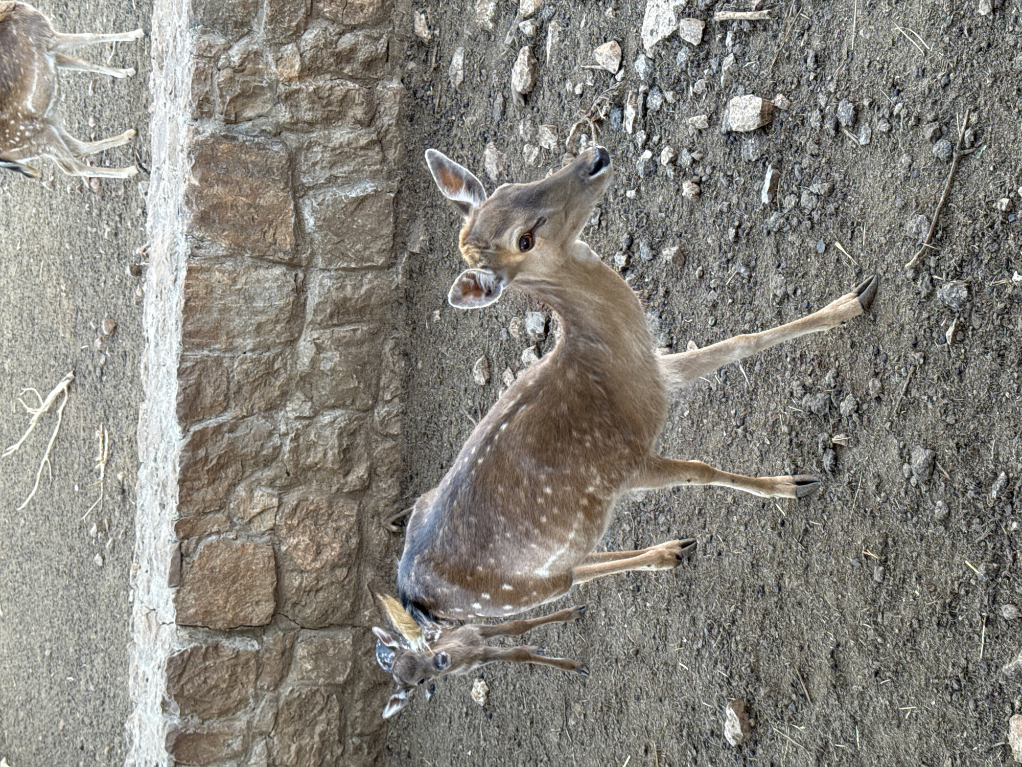 The image captures a scene in Krimovice, Montenegro, featuring three deer within an outdoor enclosure. In the mid-ground, a light brown adult deer, likely a doe, with distinct white spots, is positioned diagonally, moving towards the right. Its head is turned towards the viewer, revealing its dark eyes and prominent ears. Directly behind and slightly to its left stands a smaller, darker brown fawn, also with white spots, facing the camera with an attentive gaze. Its slender legs are visible on the dry, rocky ground. In the upper right background, on a higher level of terrain, the lower body and legs of a third, similarly spotted deer are partially visible. A rough stone wall, constructed from irregularly shaped brown and grey blocks, spans horizontally across the mid-background, separating the lower ground from a higher, sparsely vegetated dirt and rock surface. The ground in the foreground consists of dry, light brown soil interspersed with numerous small to medium-sized rocks and sparse dry organic debris.