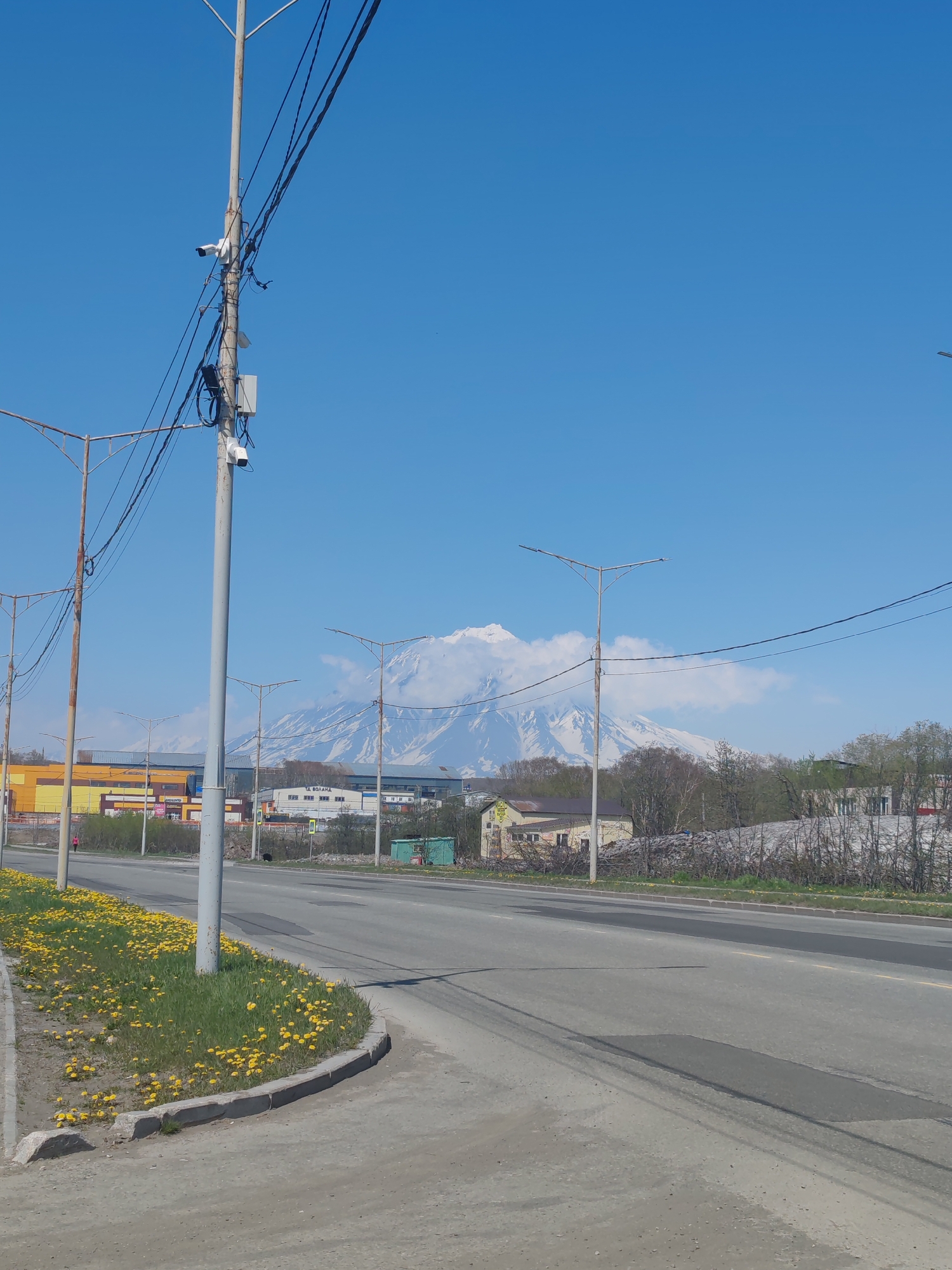 The image presents a daytime scene in Petropavlovsk-Kamchatsky, Russia, characterized by a clear blue sky with scattered white cumulus clouds partially obscuring snow-capped mountains in the distant background. These mountains are consistent with the Koryaksky and Avachinsky volcanoes.
In the foreground, an asphalt road with visible dark patches from repairs runs towards the distance. It features a yellow solid line, likely indicating a center divider or edge. A concrete curb separates the road from a grassy verge densely covered with yellow dandelions. Adjacent to the curb is a dirt path.
A prominent grey utility pole with a streetlight arm stands on the left side of the road. This pole is heavily laden with multiple black electrical cables, at least three white closed-circuit television (CCTV) cameras mounted at different heights, and a white junction box. Several other streetlights with similar designs are visible along both sides of the road in the mid-ground.
On the left side, beyond the grassy verge, a large commercial or industrial building with yellow and orange facades and some blue elements is visible. A faint Cyrillic sign is discernible on its facade. Further along the road on the right, other buildings include a white structure with a Cyrillic sign reading "ТА ВОЛГАМА" and a small, blue-green industrial container. Trees with sparse or no foliage are situated behind these structures.
One individual, dressed in a pink top and dark pants, is visible walking away from the viewer on the left side of the road. A dark, indistinct figure is also present near the right side of the road. No vehicles are prominently visible. The presence of dandelions and bare trees indicates a spring or early summer season.