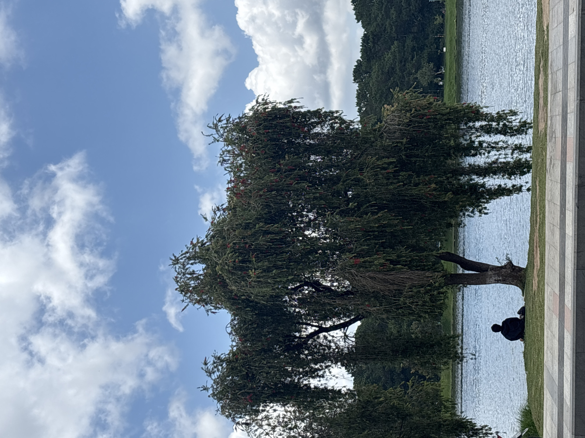 A solitary figure, silhouetted in a dark garment, sits on a grassy patch beside a tranquil body of water, likely Xuan Huong Lake in Da Lat, Vietnam. The figure is facing away from the camera, positioned beneath the drooping branches of a mature tree. The tree's foliage is dense, with hints of red blossoms interspersed amongst the green leaves, creating a cascading effect. The water's surface is a calm blue, reflecting the sky above, which is adorned with scattered white clouds against a vibrant blue backdrop. Beyond the water, a line of dark green trees forms a verdant backdrop, suggesting a park or natural landscape. A paved pathway runs across the foreground, indicating a public area. The overall scene evokes a sense of peaceful contemplation and natural beauty.