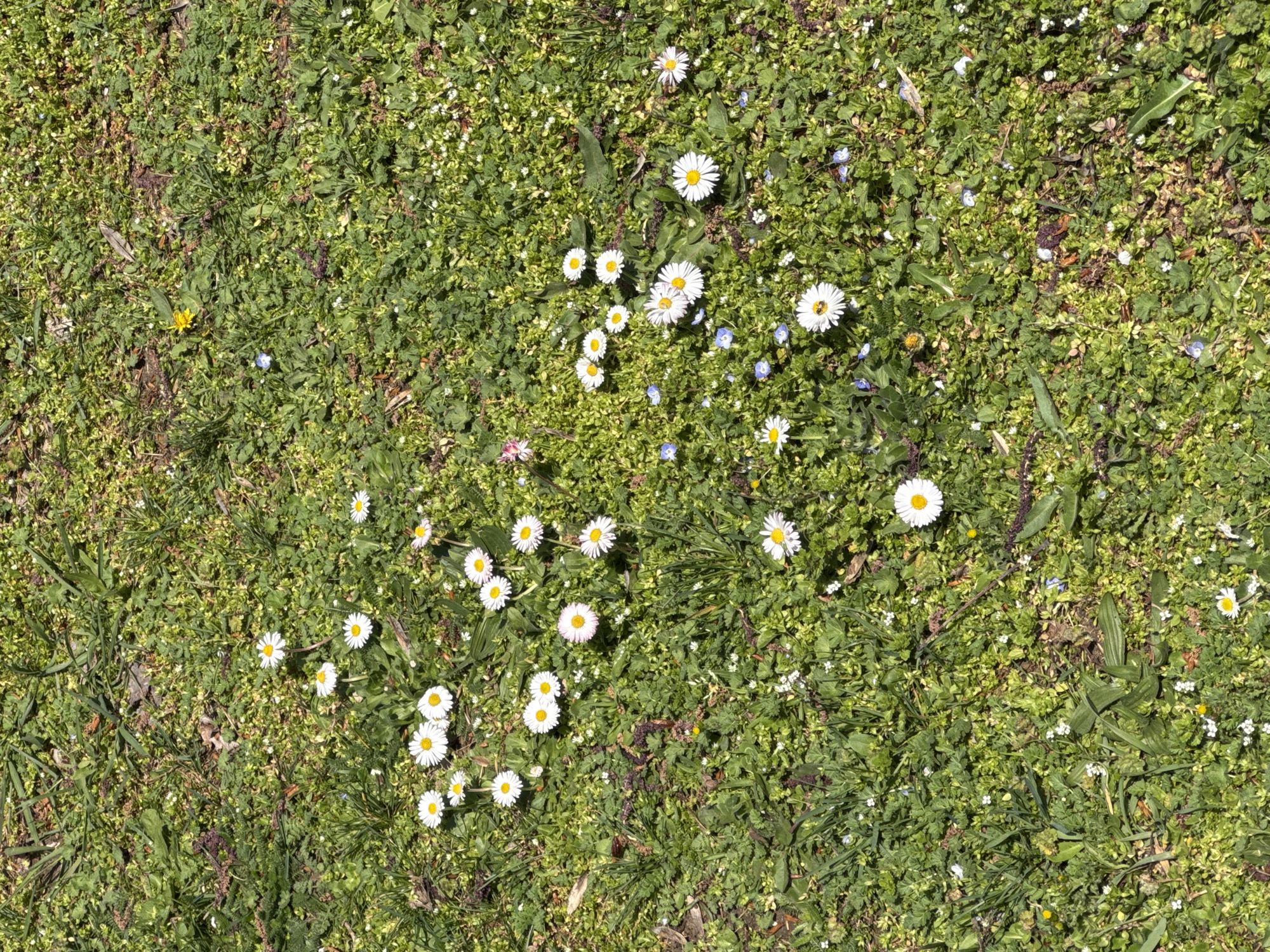 The image depicts a close-up, overhead view of a patch of grass with numerous daisies (Bellis perennis) interspersed throughout. The grass appears to be a mix of different varieties and is relatively dense. The daisies are scattered across the scene, with some grouped together and others growing individually. There are also some small blue flowers present. The overall impression is that of a natural, untended area. The location is not discernible from the image.
