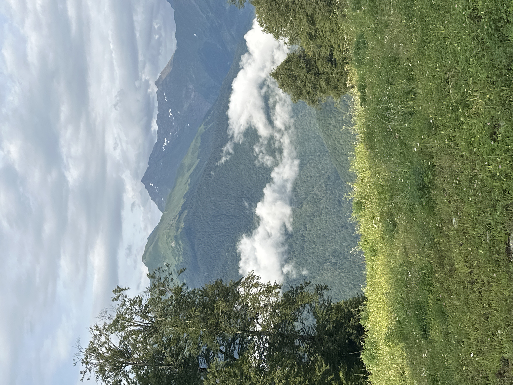 The image depicts a mountainous landscape in Estosadok, Russia. In the foreground, a lush green meadow with scattered white wildflowers slopes upwards. To the left, a tall tree with dense green foliage stands prominently. Beyond the meadow and tree, a vast expanse of forested mountains stretches into the distance. Wisps of white clouds are visible nestled within the valleys of the mountains, creating a layered effect. The sky above is overcast with gray clouds. The overall scene is one of natural beauty and tranquility, characteristic of a mountain region during daytime.