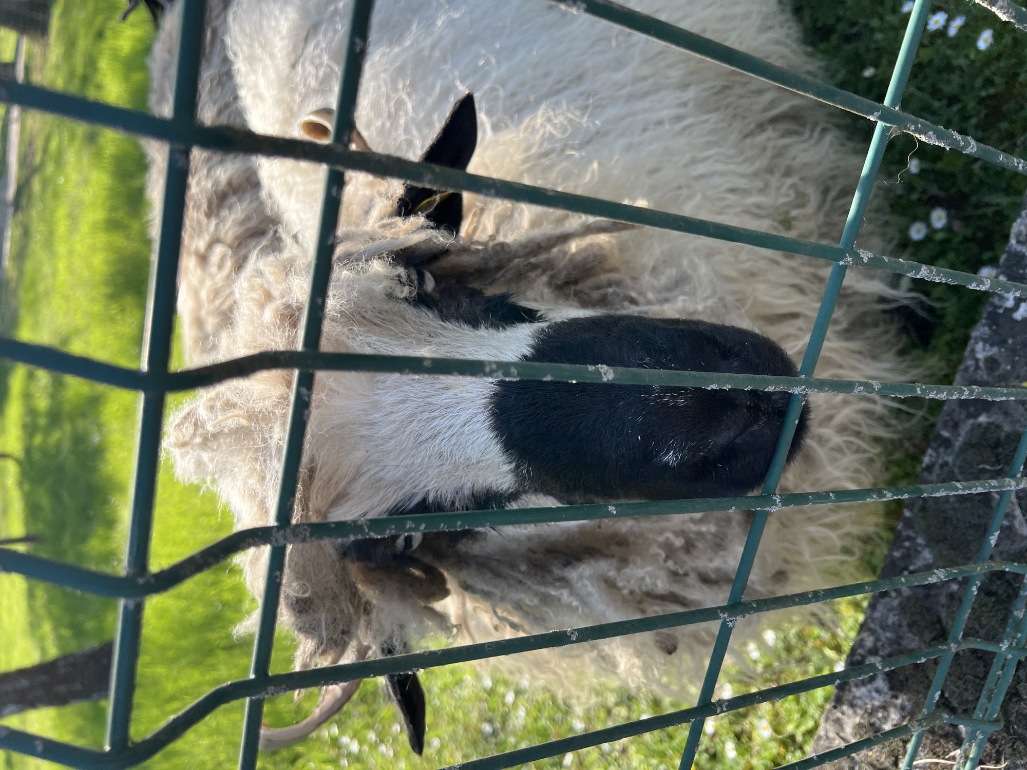 A sheep with long, curly fleece and a black and white face is seen through a green metal fence. The sheep is facing downwards, and parts of its face and horns are visible. Behind the fence, there is green grass, and small white flowers can be seen. The scene is brightly lit. Strasbourg, France.