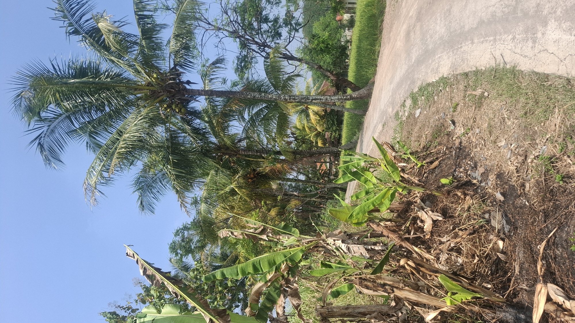 The image depicts a rural landscape under a clear blue sky, likely in the city of Cianjur, Indonesia, characterized by lush vegetation and a dirt road. In the foreground to the left, a cluster of banana plants with large green leaves and dried, fibrous stalks is prominent. Beyond the banana plants, tall coconut palm trees dominate the scene, their fronds swaying gently. Scattered among the coconut palms are glimpses of houses with reddish-brown roofs, suggesting a residential area within the rural setting. A winding dirt road curves through the landscape, bordered by vibrant green fields, possibly rice paddies. The overall impression is one of a tropical, agricultural environment bathed in bright daylight.