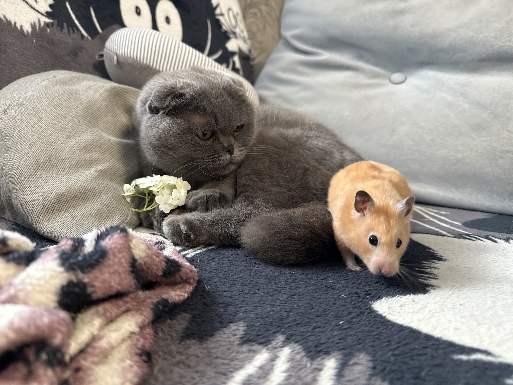 A Scottish Fold cat, gray in color, rests on a sofa next to a small orange hamster. The cat is lying down with its head turned to the side, and a small cluster of white flowers is placed near its paw. The hamster is positioned to the right of the cat, facing the camera. They are both on a dark blue and gray patterned blanket. In the background, the sofa is covered with light blue and gray cushions, one of which has a button detail. The scene appears to be indoors, on a piece of furniture. There is no visible indication of the specific location within Pastavy, Belarus.