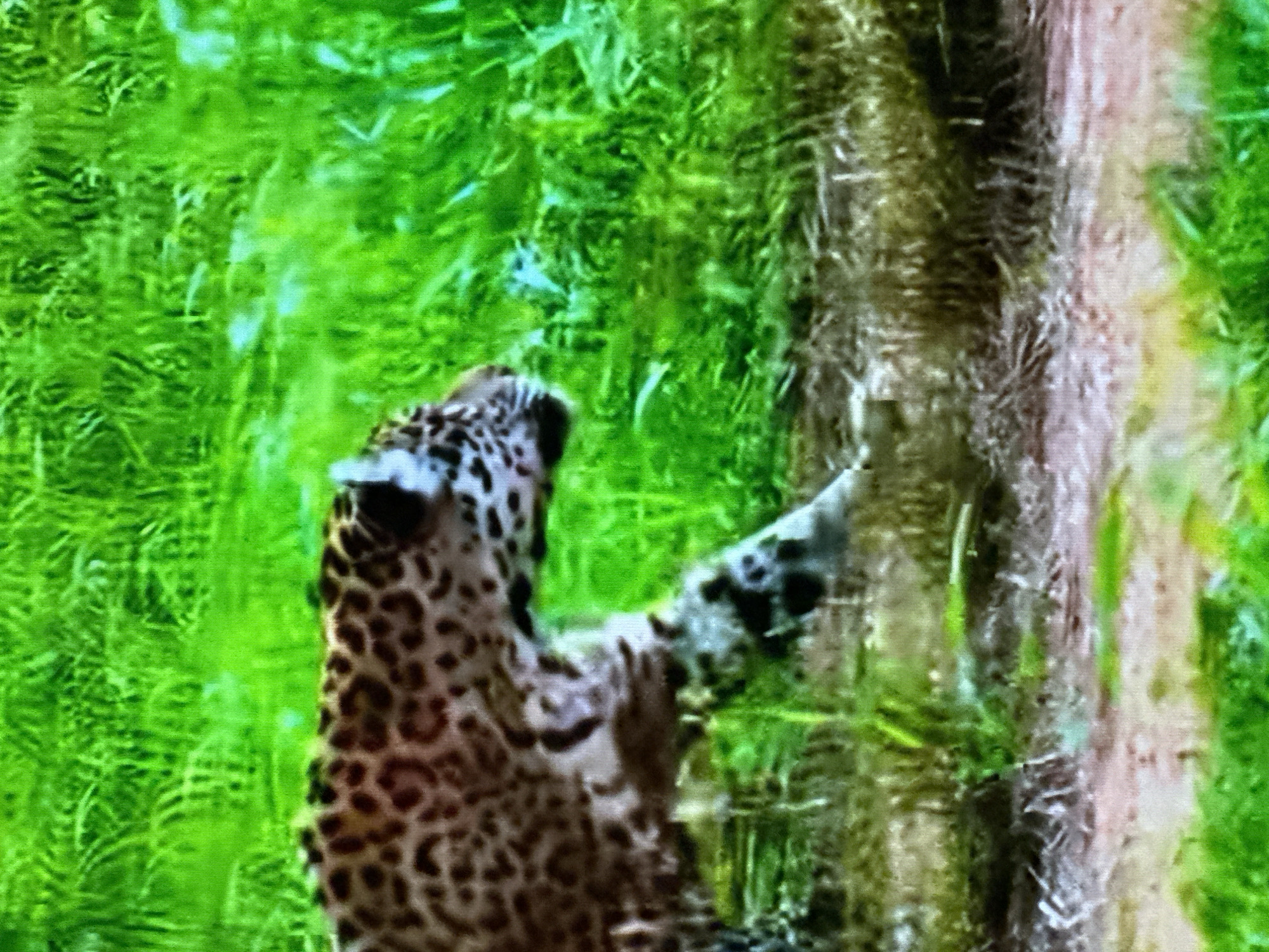 This media file depicts a jaguar in a lush, green environment. The jaguar, characterized by its distinctive spotted coat, is positioned on the left side of the frame, facing towards a vertical, textured element that appears to be a tree trunk or a similar natural structure. Its body is partially obscured by the foliage and the texture of the trunk. The jaguar's left paw is raised and extended towards the textured surface, suggesting it might be climbing or interacting with it. The background is dominated by vibrant green hues, indicating dense vegetation like leaves and grass, typical of a jungle or forest setting. The lighting is diffused, possibly suggesting it is daytime, but without harsh shadows. There are no visible people, text, or specific landmarks that would pinpoint an exact location within Almaty, Kazakhstan, beyond the general natural setting. The overall mood is one of natural wildness and the animal's engagement with its environment.