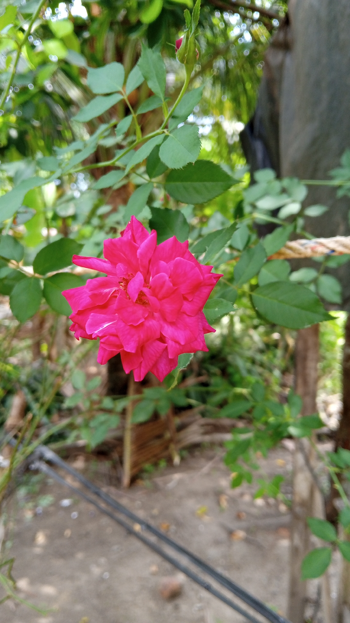 In Kebonbaru, Indonesia, a vibrant pink rose takes center stage in a close-up shot. The rose, with its densely packed petals, faces slightly to the left, showcasing its rich color against a softly blurred background of green leaves and branches. To the right of the rose, a thick, textured rope is visible, stretching horizontally across the frame. The foreground is a mix of textured ground and dark, thin wires or cables, adding a touch of urban environment to the natural beauty of the flower. The overall scene is one of natural elements juxtaposed with subtle hints of human infrastructure.