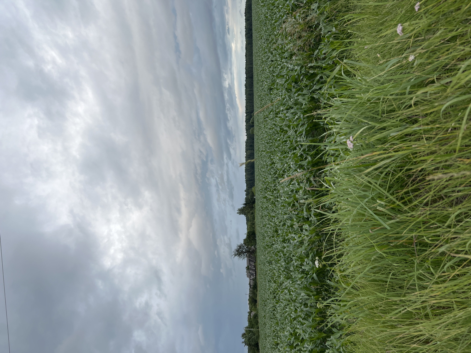 The image shows a rural landscape under a cloudy sky. In the foreground, there is tall green grass with a few small white flowers. Behind the grass is a vast field of green cornstalks stretching towards the horizon. In the middle distance, there are several old, weathered buildings with dark roofs, appearing to be part of a farmstead. To the left of the buildings, there are trees. A dense line of dark green trees forms the far horizon. The sky is filled with heavy, grey clouds, suggesting overcast weather, possibly before or after rain. The scene is located in Калодзежскі сельскі Савет, Belarus. There are no people or animals visible in the image.